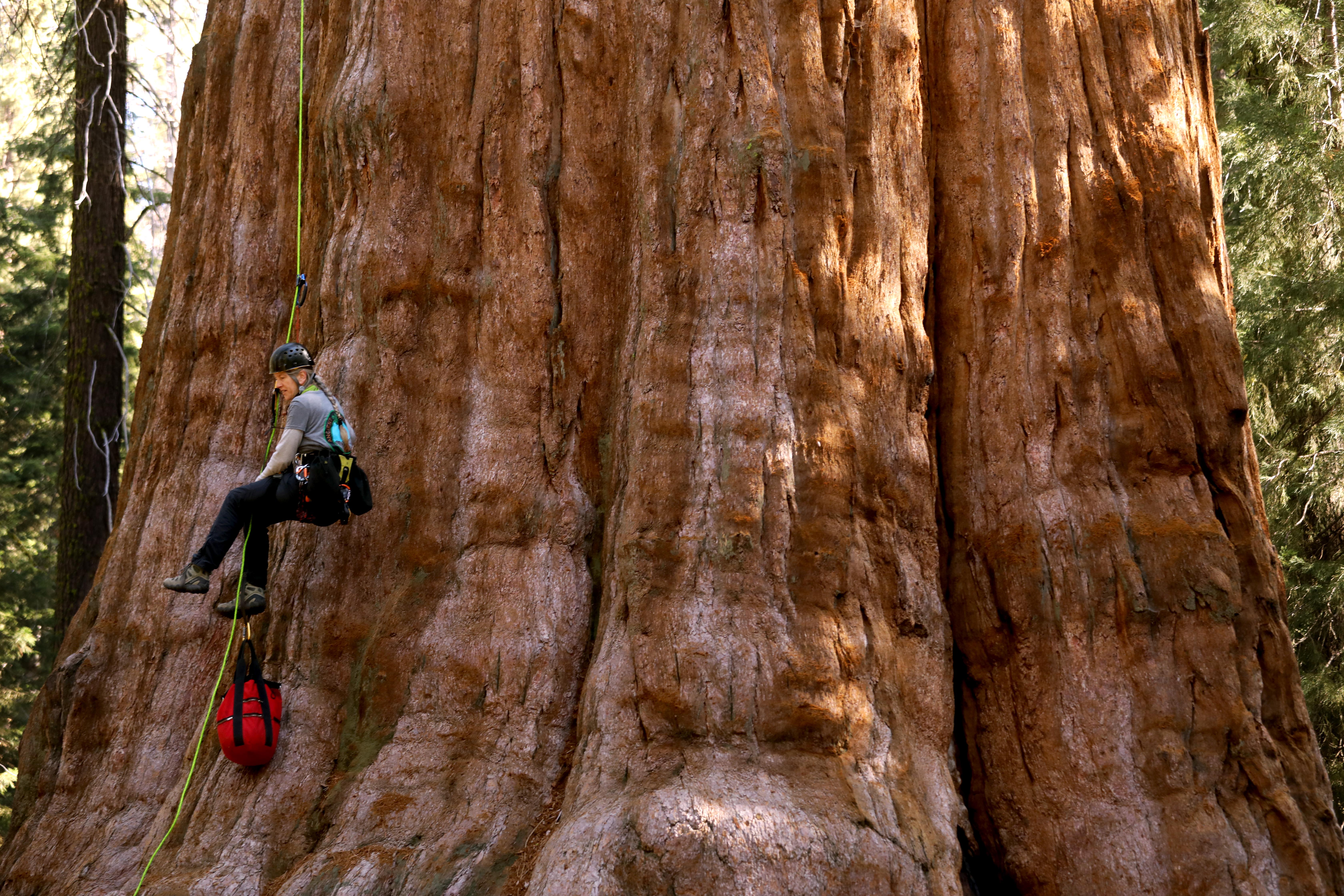 Column: In the land of giant sequoias, the largest tree in the world gets a checkup - Vimarsana News