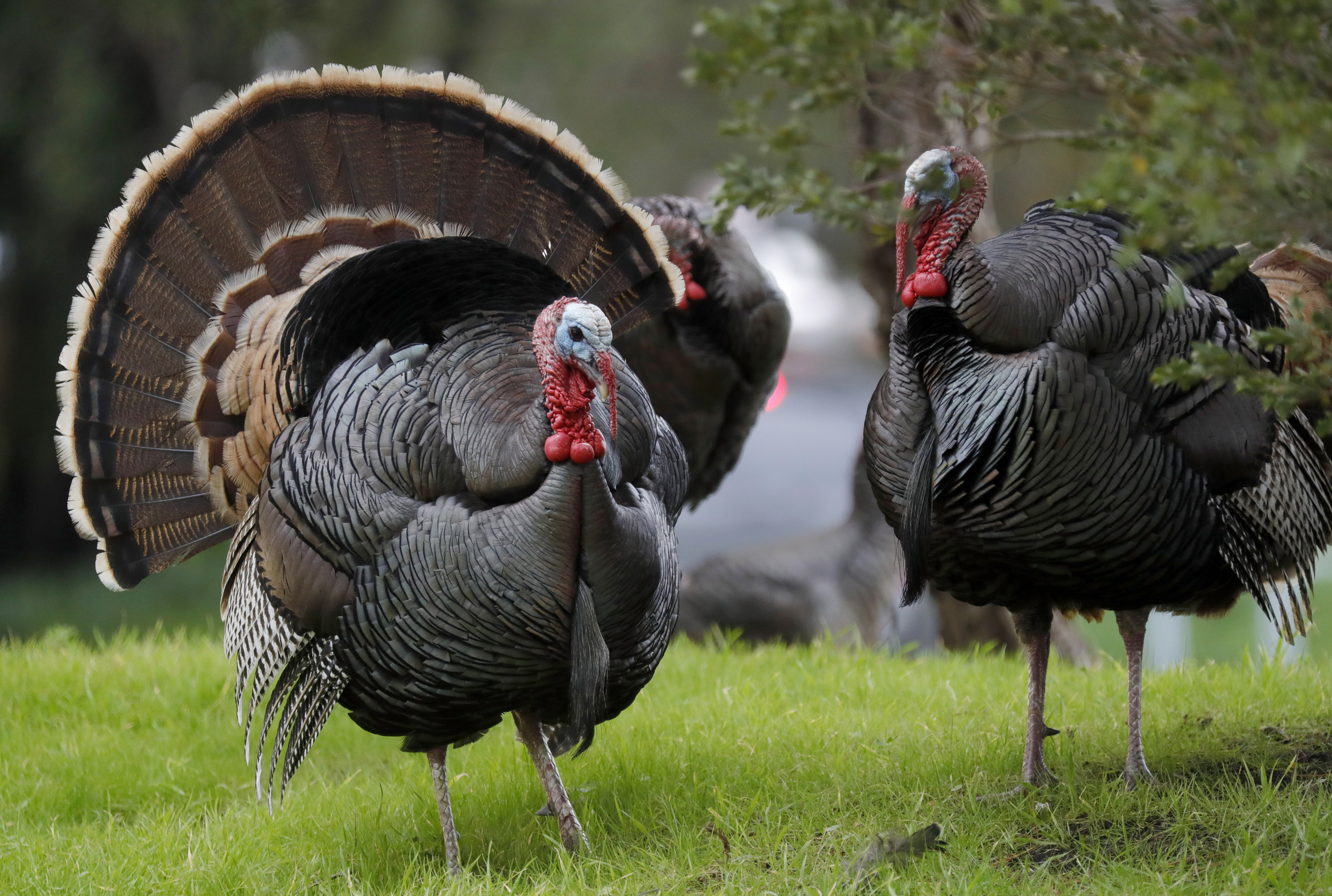 Wildlife officials failed to capture wild turkeys before attack on Sacramento delivery driver - Vimarsana News