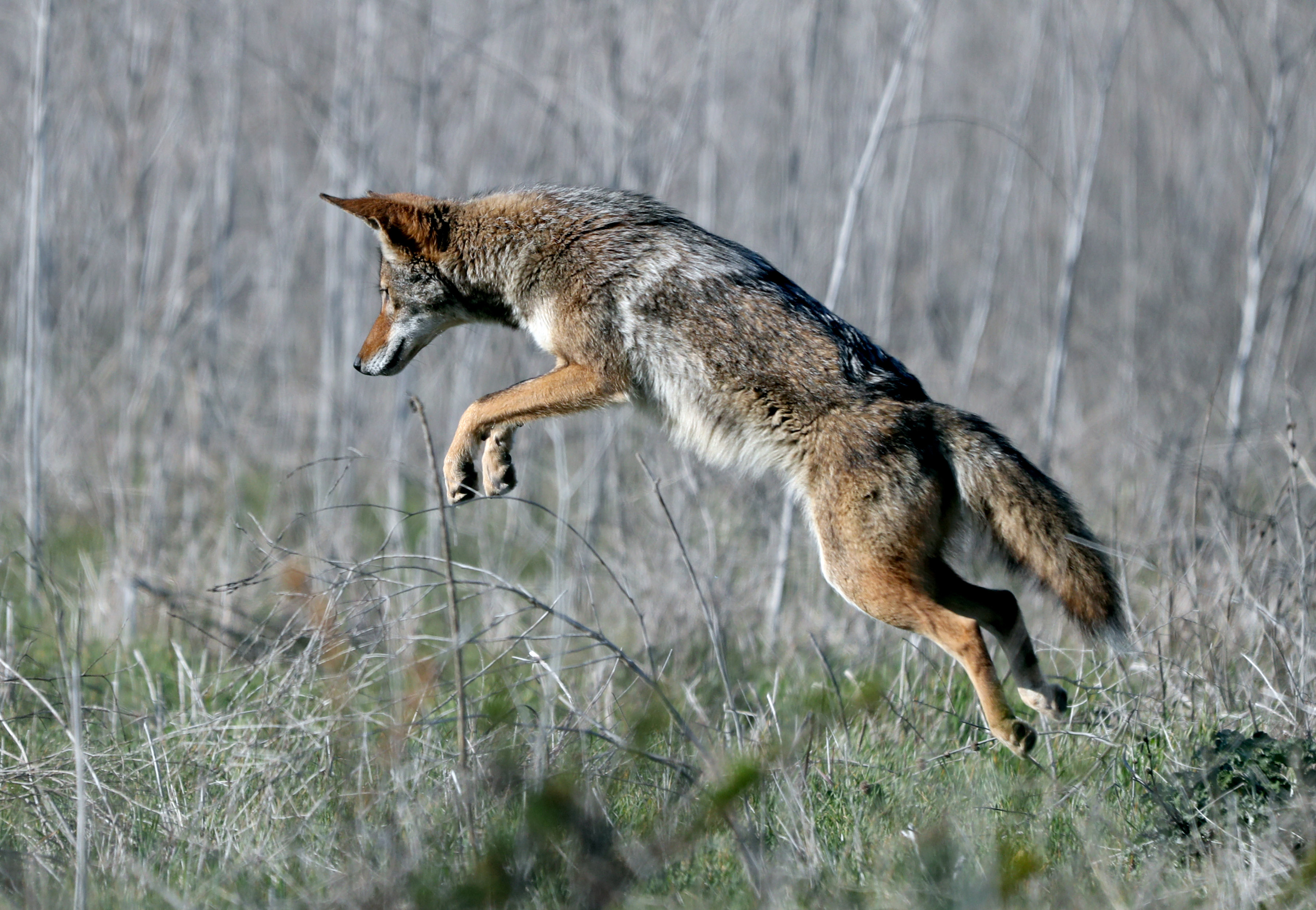 Fountain Valley aims to reduce coyote encounters with ban on feeding wildlife - Vimarsana News