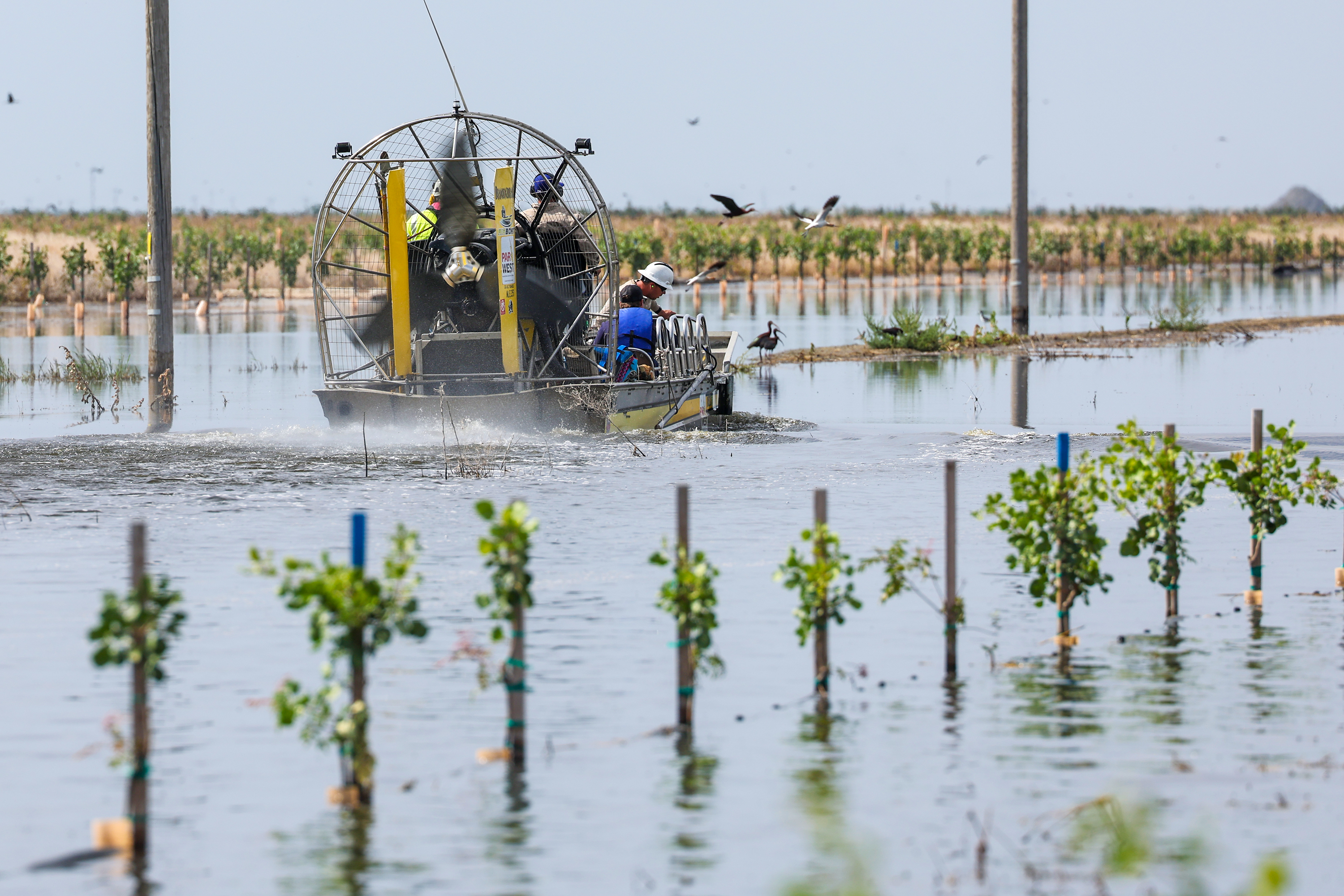 California farmer faces flooding ordeal on pistachio farm - Vimarsana News