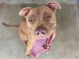 Around Town: OC Animal Care waives adoption fees for dogs 25 pounds and up throughout January - Vimarsana News
