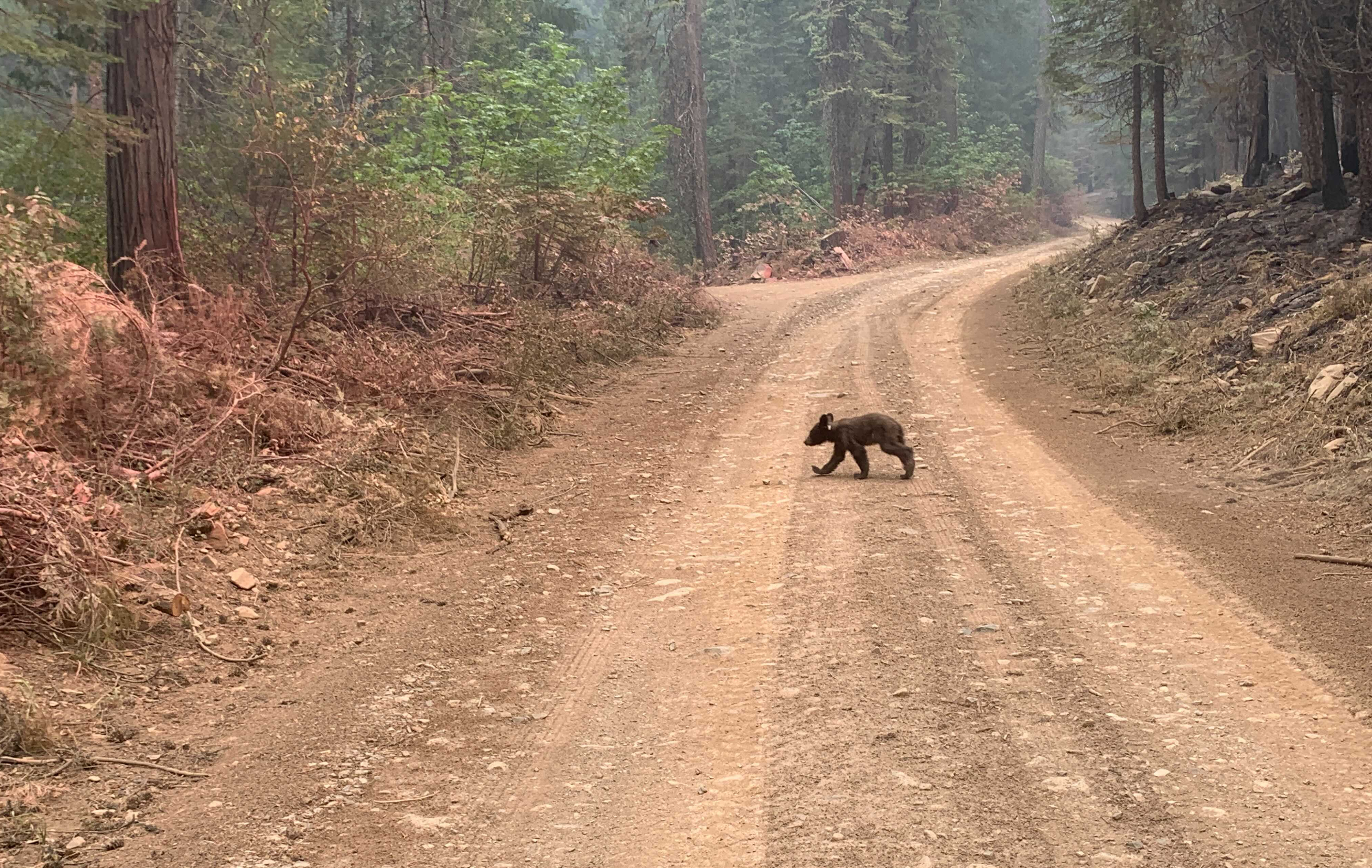 Editorial: Don't give out more chances to hunt bears in California until we know how many are out there. - Vimarsana News
