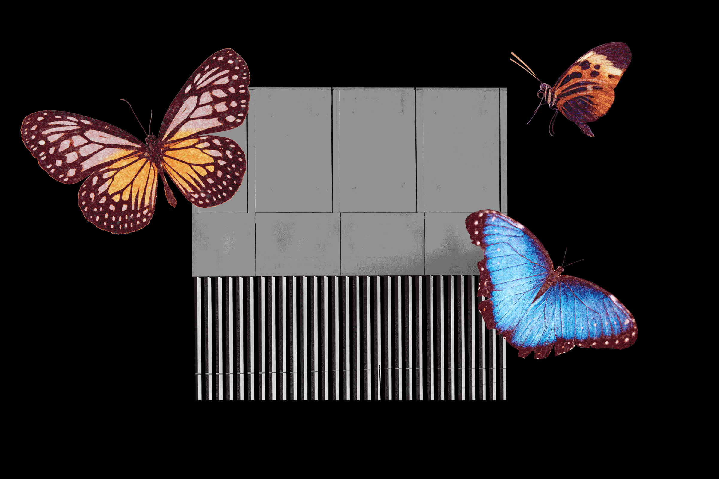 Latinx Files: How a butterfly sanctuary became a victim of the border debate - Vimarsana News