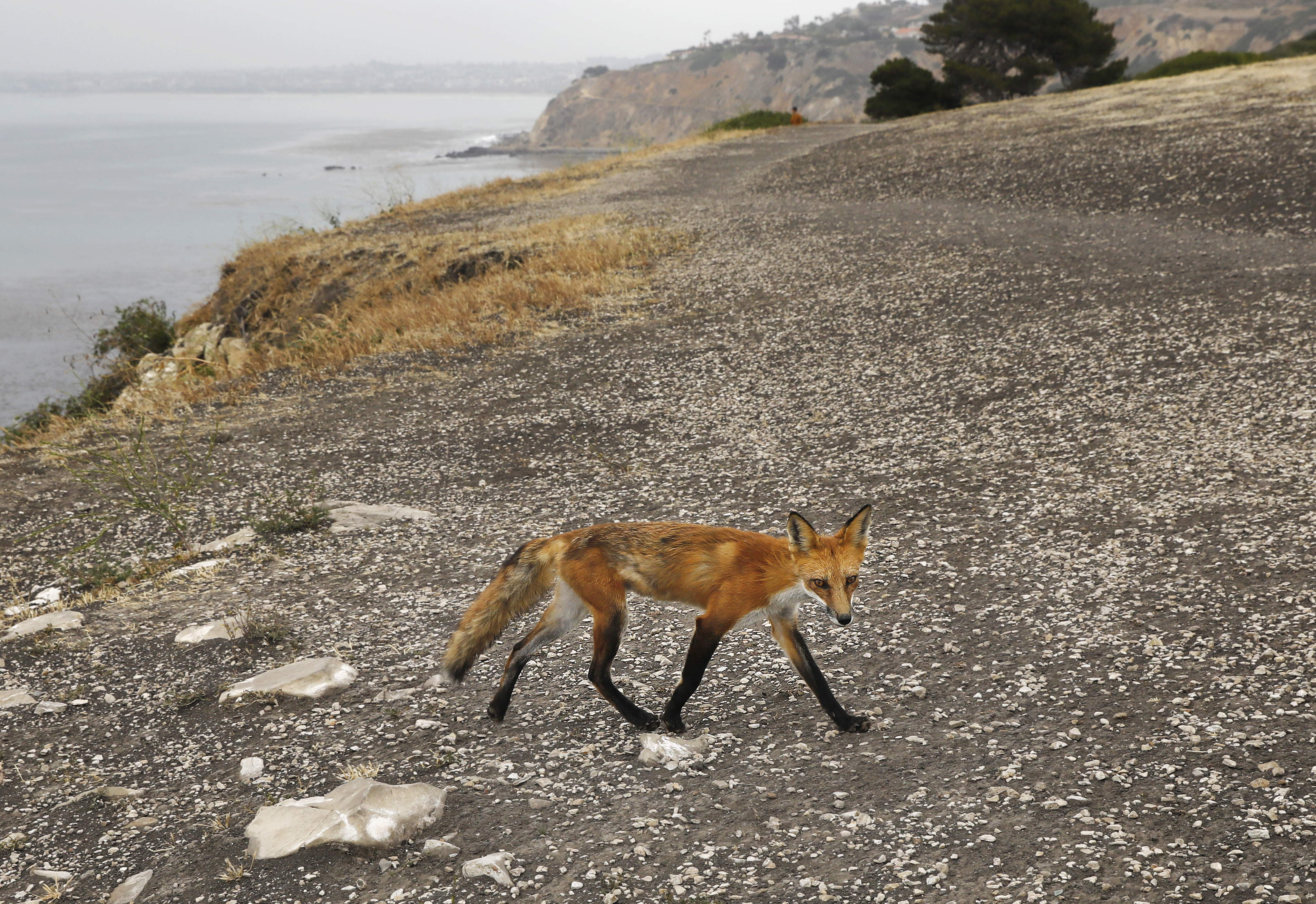 Wildlife corridor planned for Palos Verdes Peninsula - Vimarsana News