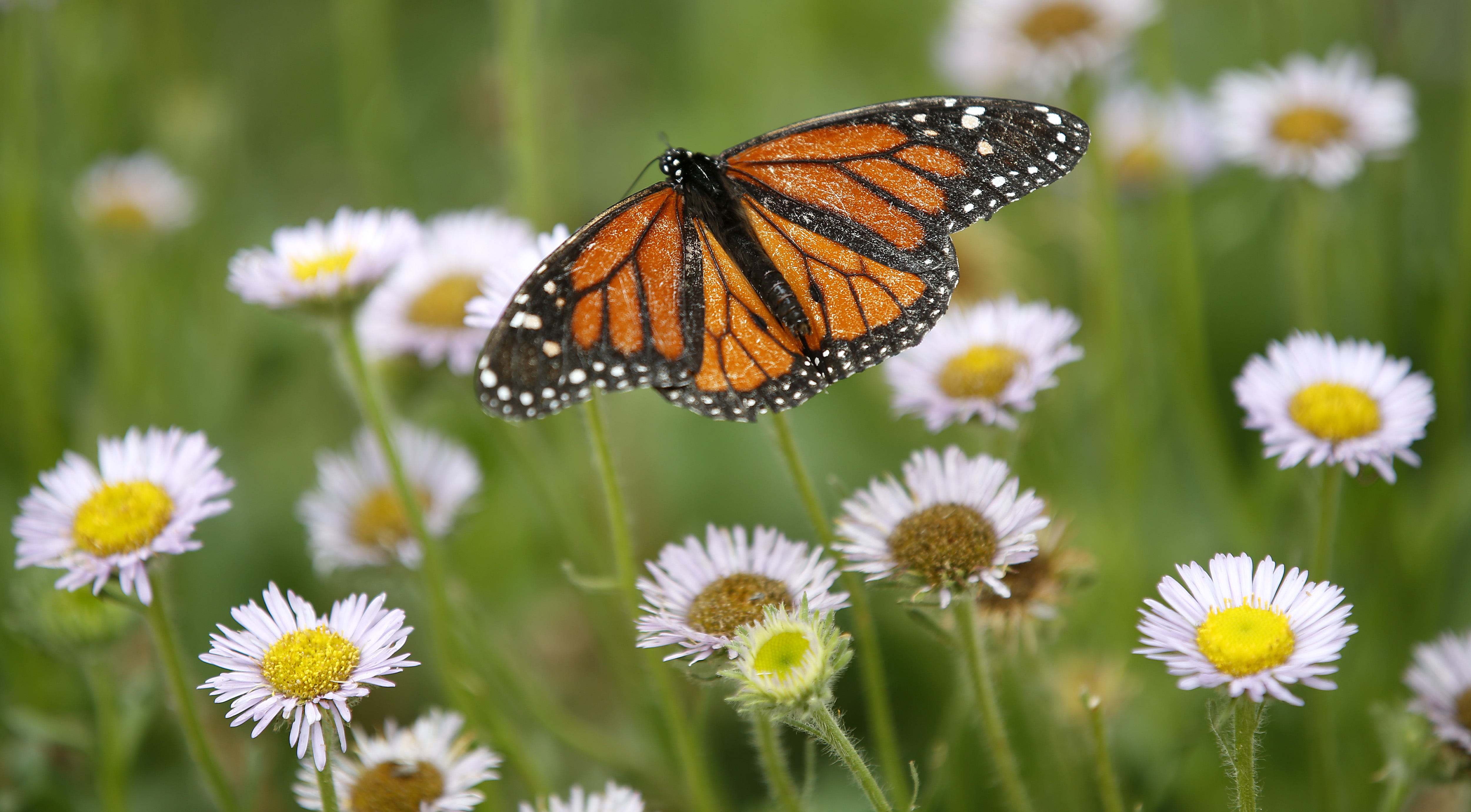 Enhance La Jolla plans to bring milkweed to The Village for butterfly project - Vimarsana News