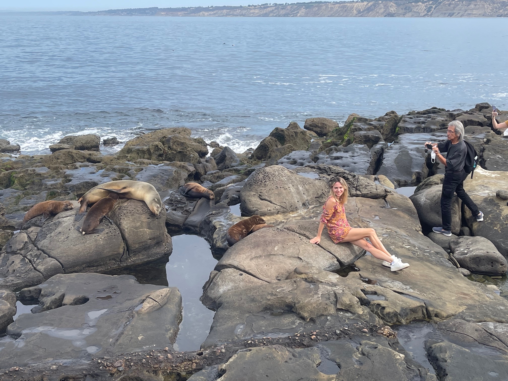 Guest commentary: With more sea lions at Point La Jolla, great white sharks won't be far behind - Vimarsana News