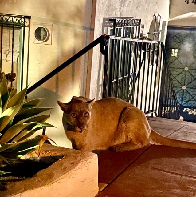 Los Feliz couple encounter mountain lion believed to be P-22 - Vimarsana News