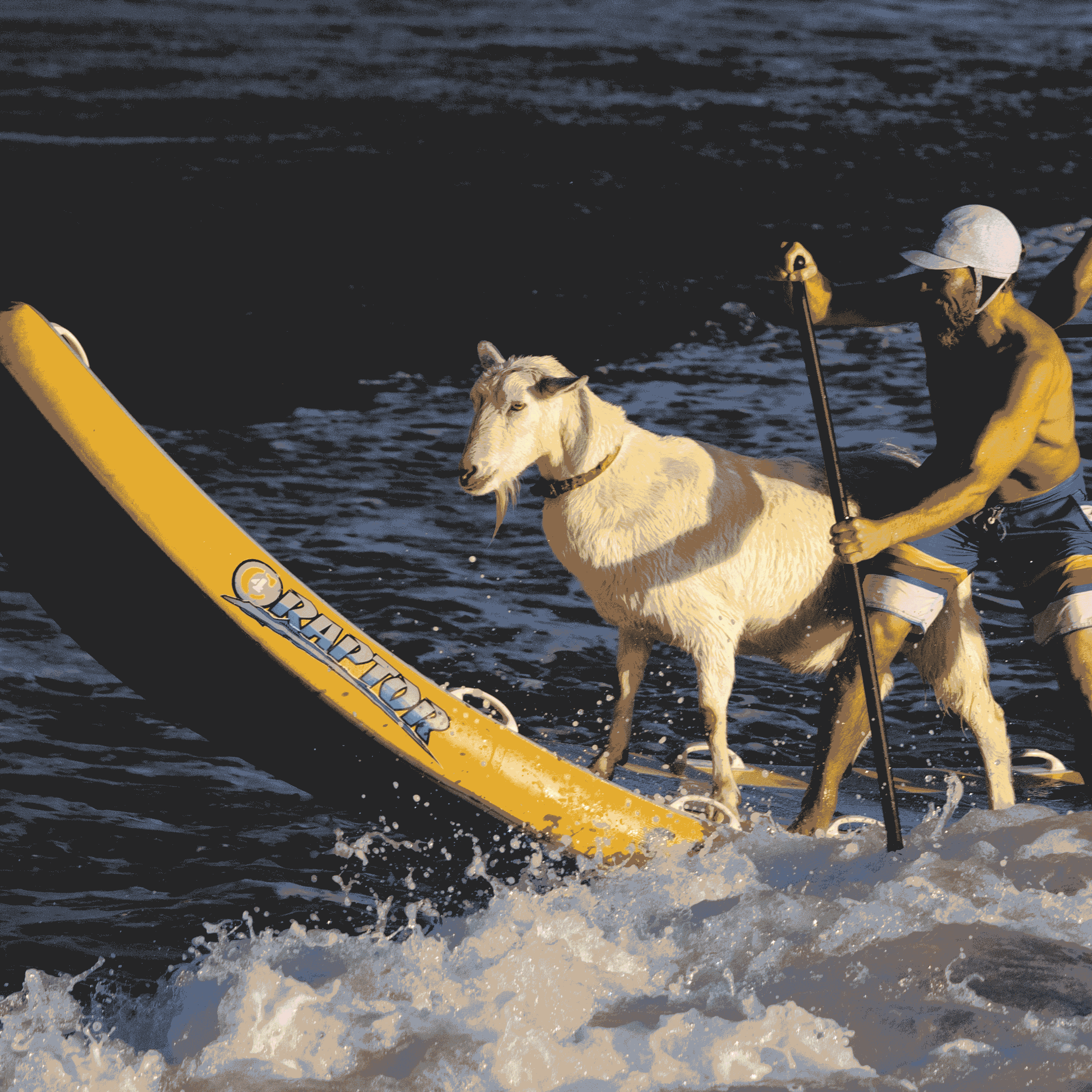 The Wild: Goat surfing (really) and a nature hunt - Vimarsana News