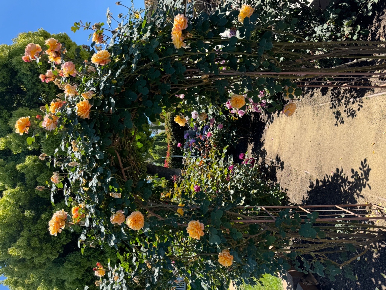 Avoid unseemly Crimes of negligence and omission in the rose garden  - The San Diego Union-Tribune - Vimarsana News