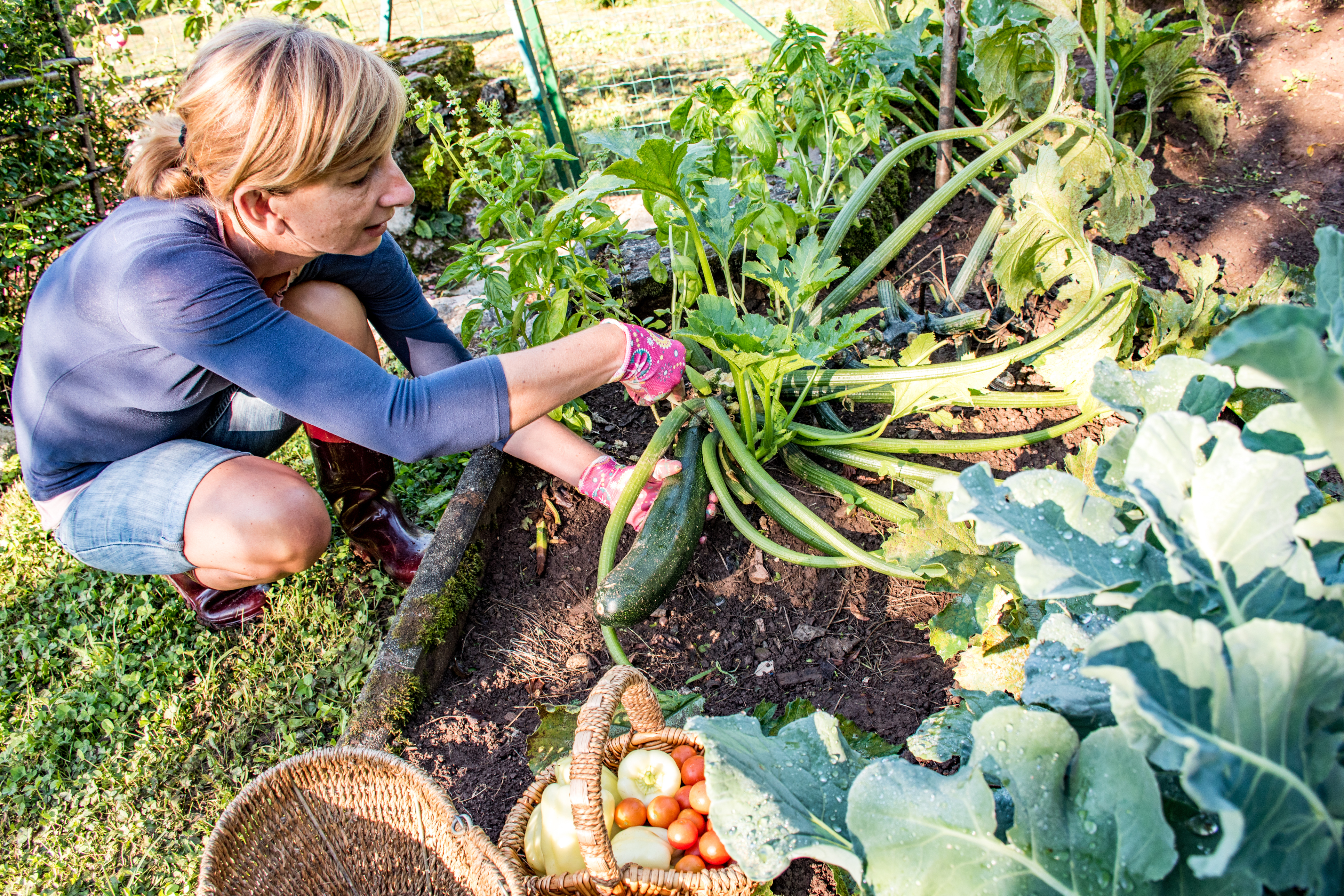 As August temperatures soar, it's prime time for vegetable harvest - The San Diego Union-Tribune - Vimarsana News