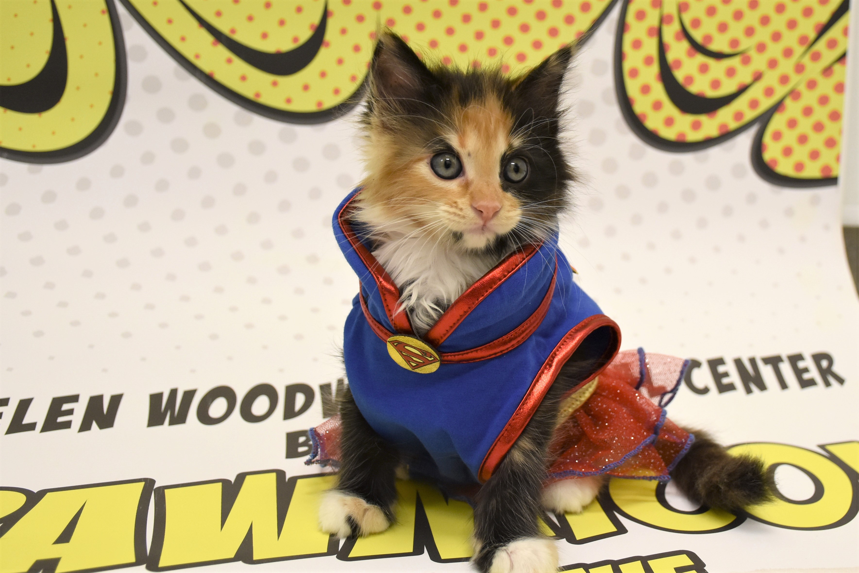 Outside Comic-Con - The San Diego Union-Tribune - Vimarsana News