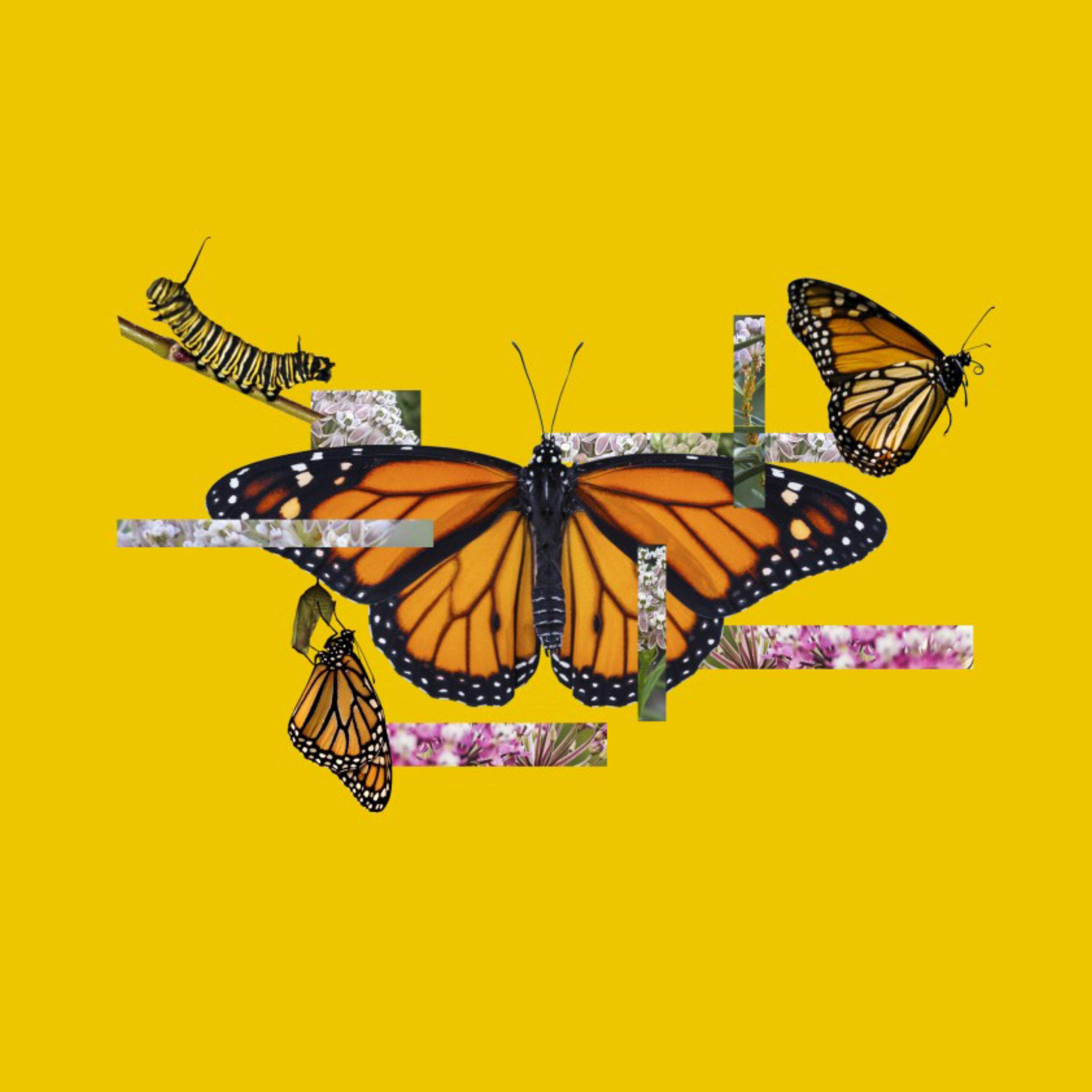 The Wild: How to help monarch butterflies from going extinct - Vimarsana News