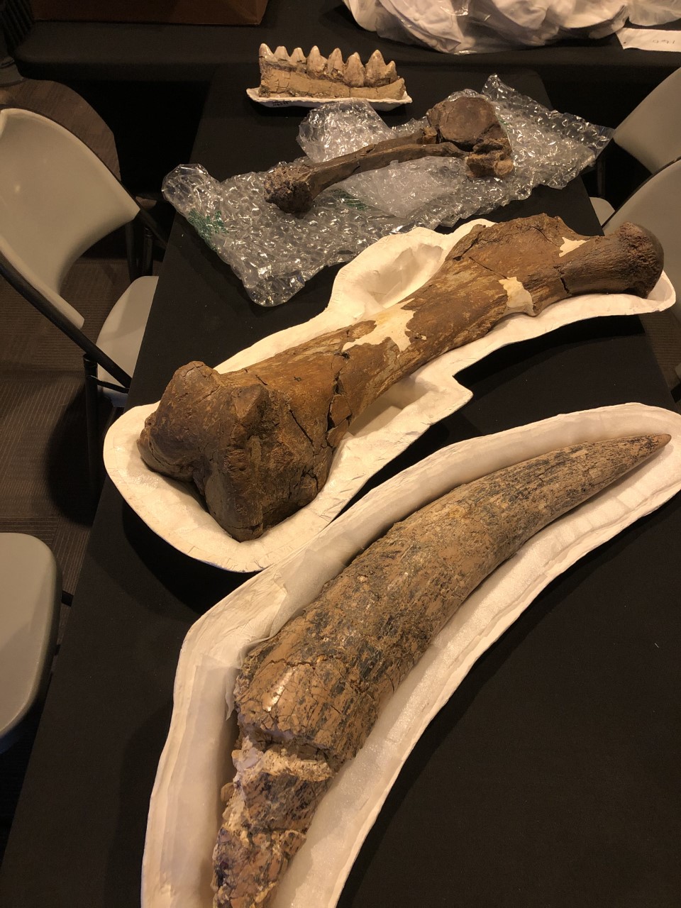 Prehistoric mammal bones on exhibit at Discovery Center - Vimarsana News