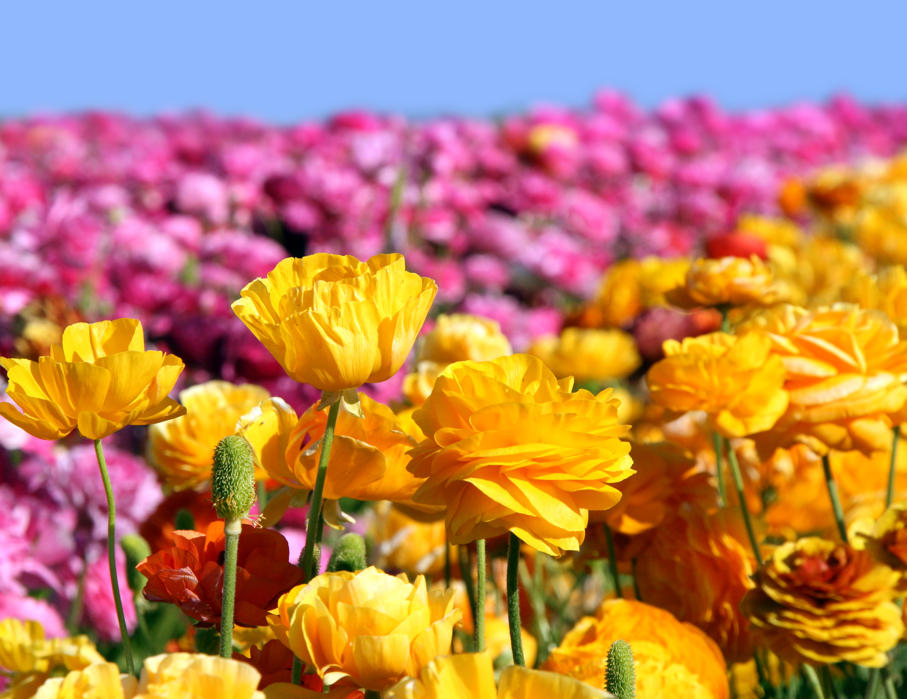Carlsbad Flower Fields extends visitor season by one week - Vimarsana News