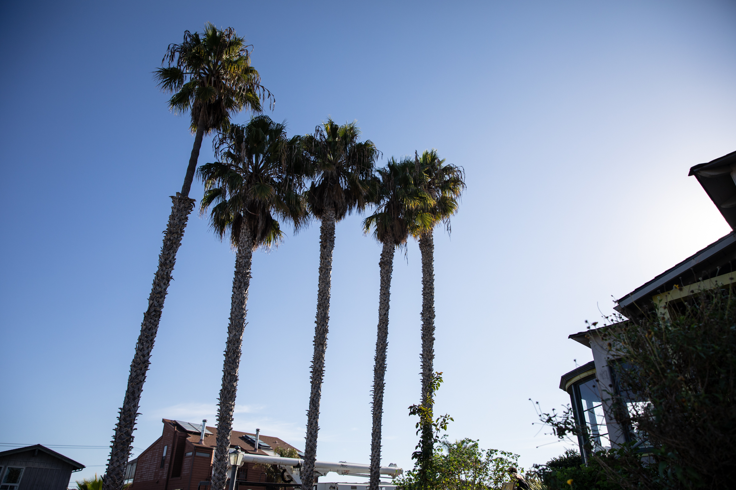 Residents drop lawsuit over removal of palm trees in Point Loma - Vimarsana News