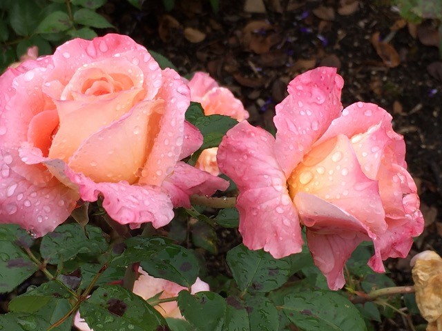 How do you ward off plant disease in the rose garden? Just do the math - Vimarsana News