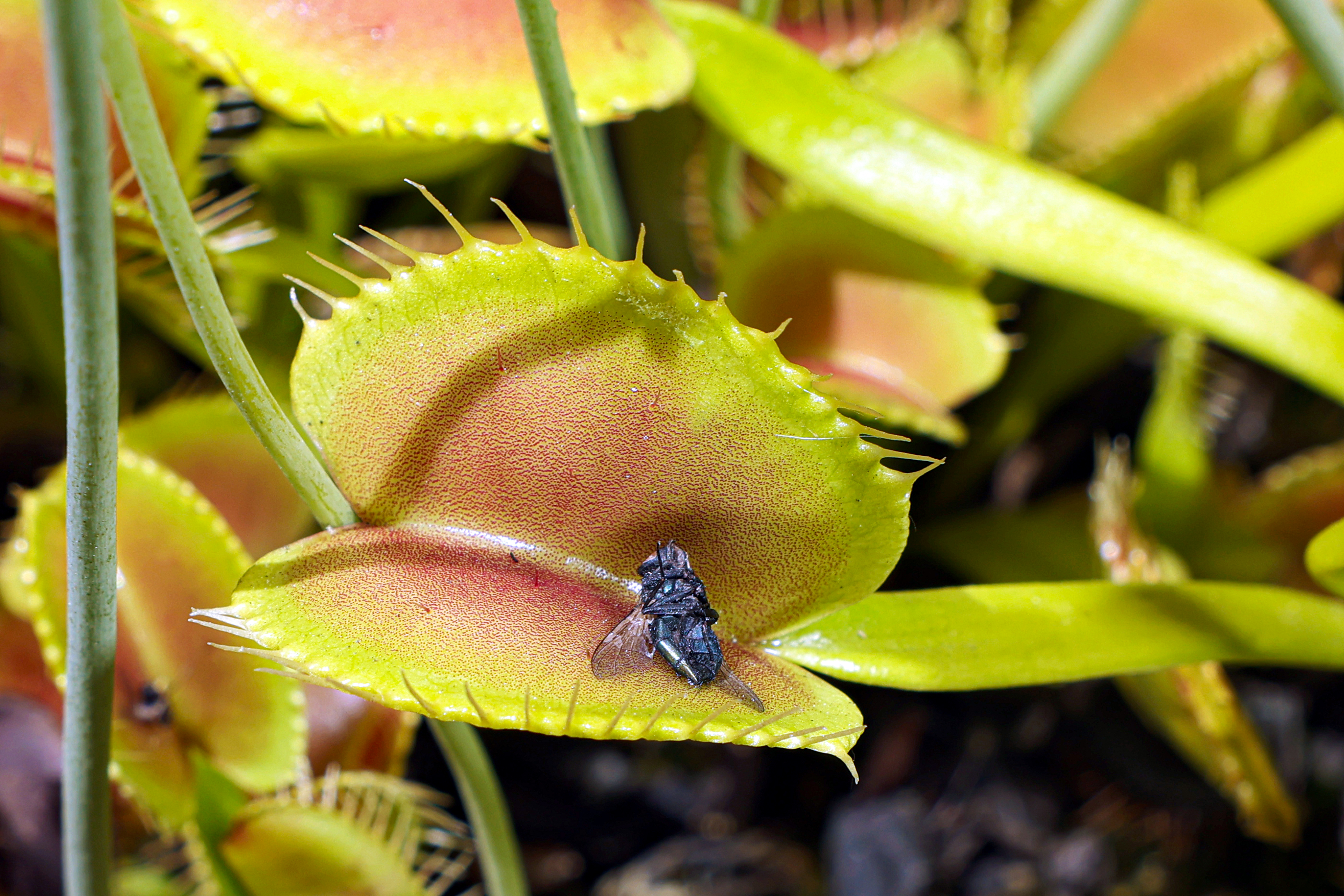 Inside the secret world of SoCal's carnivorous plant collectors - Vimarsana News