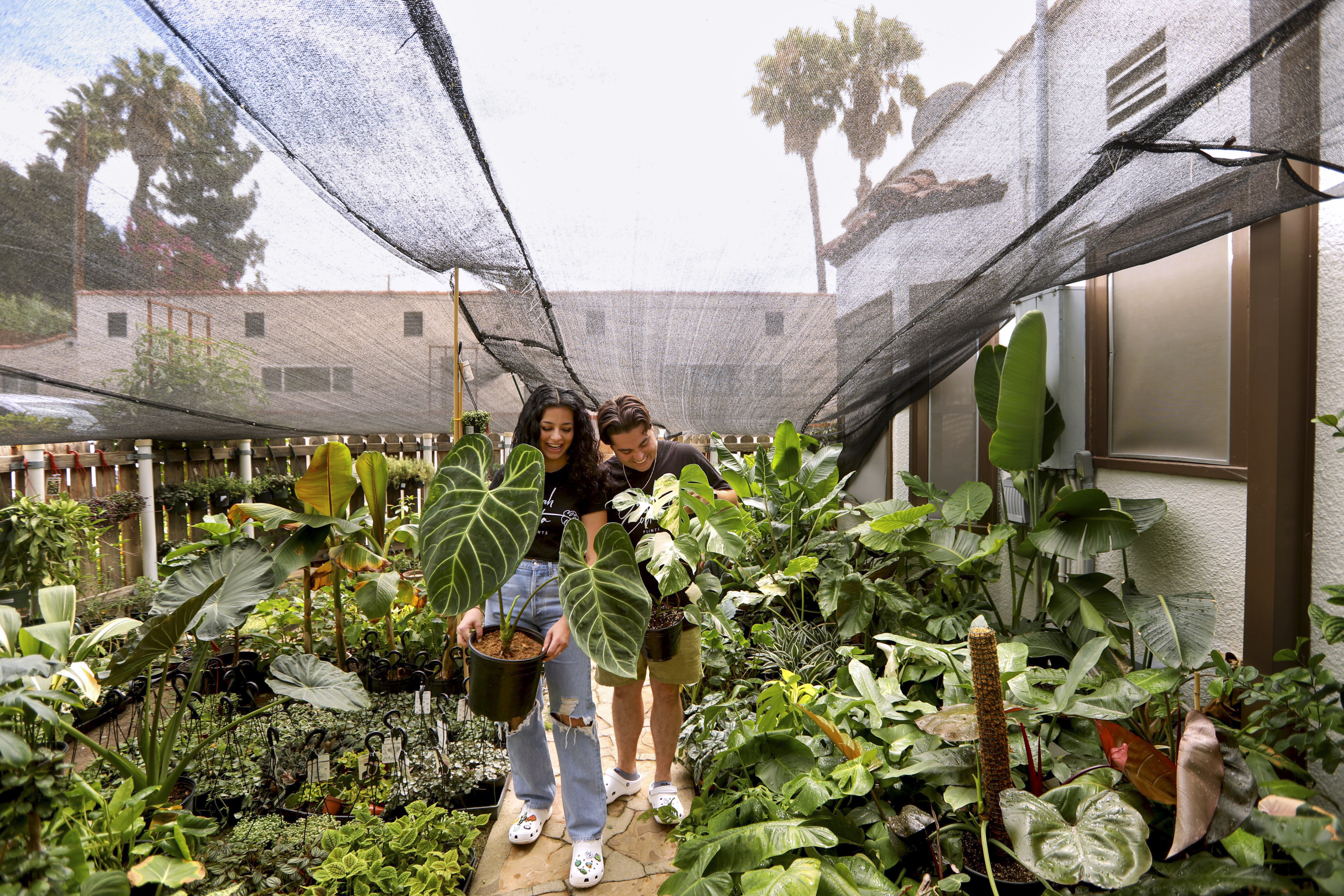 SarahCotta Plants converts the stressed into plant parents - Vimarsana News