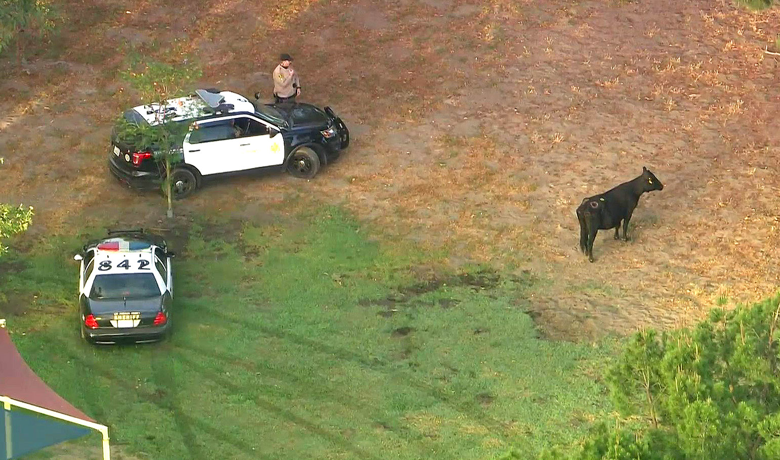 The cow that fled a slaughterhouse earns her freedom, capping a moo-ving saga - Vimarsana News