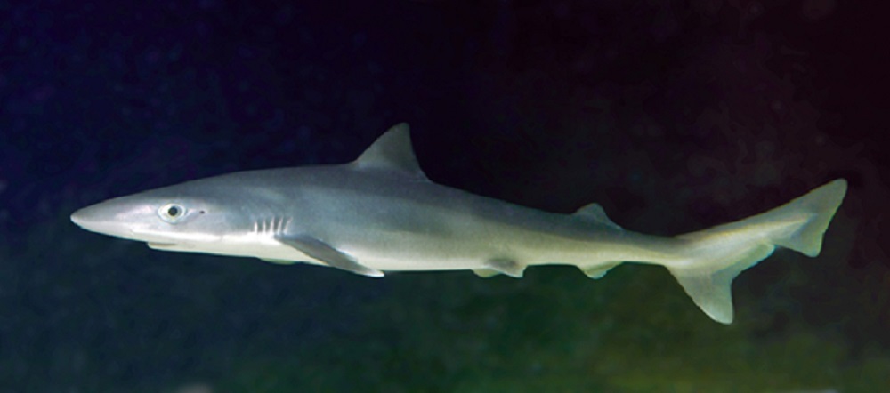 Guest commentary: List the tope shark under Endangered Species Act - Vimarsana News