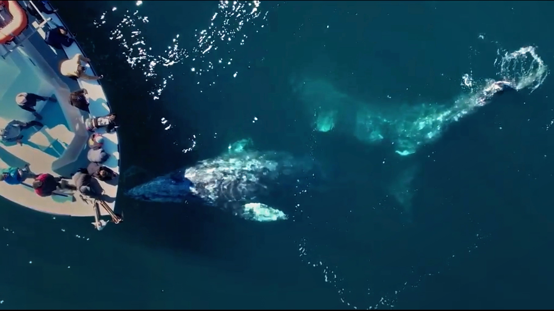 A rare close-up of playful gray whales near Oxnard thrills passengers - Vimarsana News