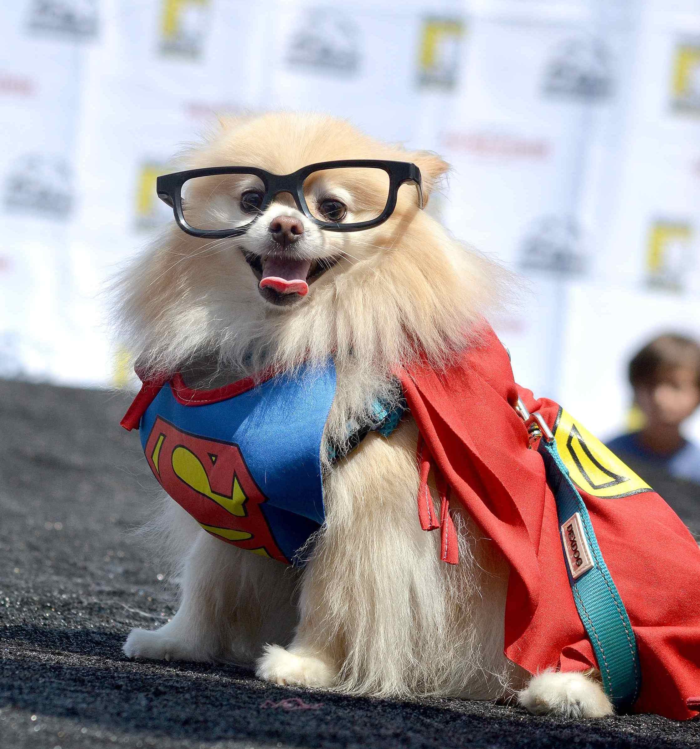 San Diego's top weekend events for July 14 - July 17: Pride, PAWmicon, Sun & Sea Festival and more - Vimarsana News