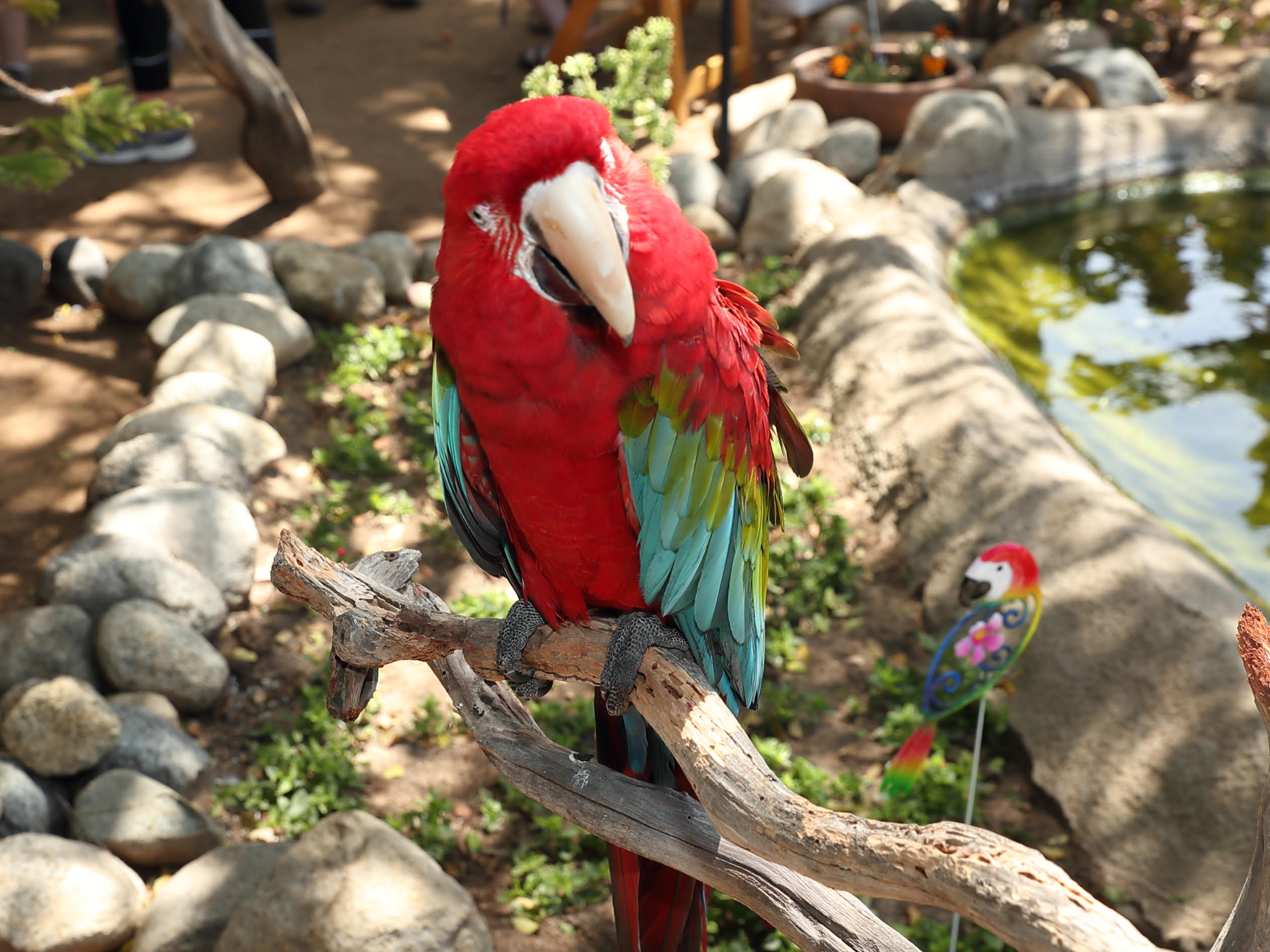 Children and adults are invited to 'Party with Parrots' at Powerhouse Community Center - Vimarsana News