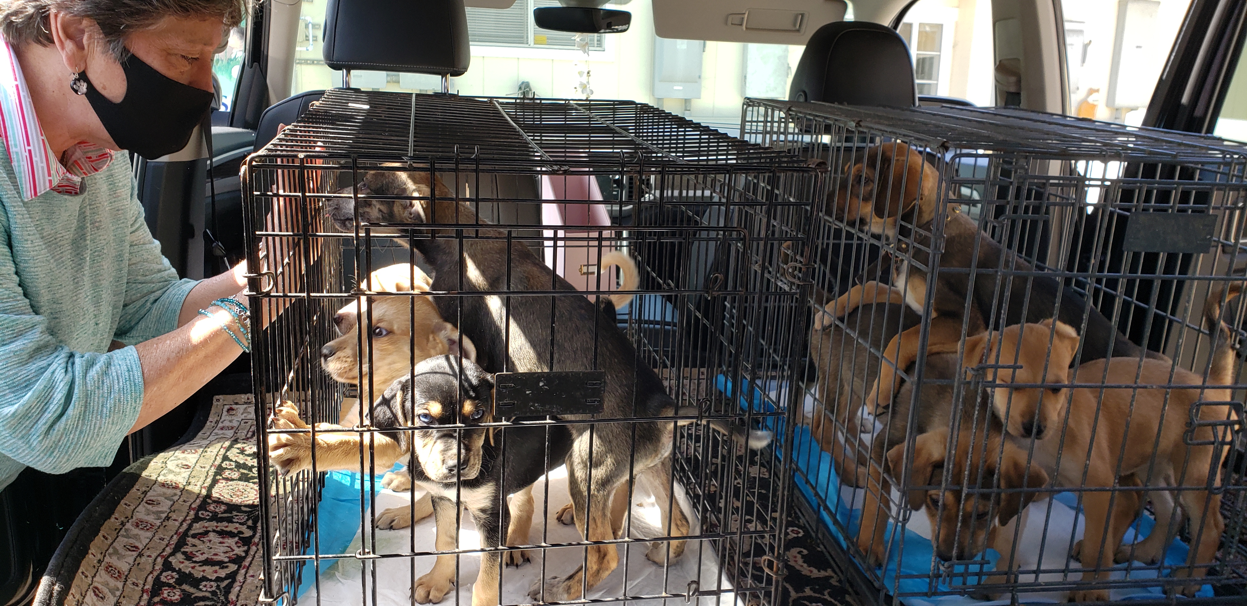 19 Mexican dogs arrive in Encinitas, will soon be available for adoption - Vimarsana News