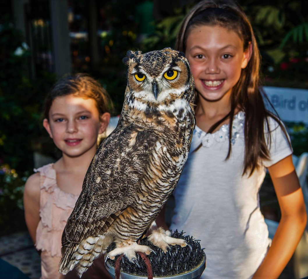 Around Town: Sherman spotlights 'Creatures of the Night' - Vimarsana News