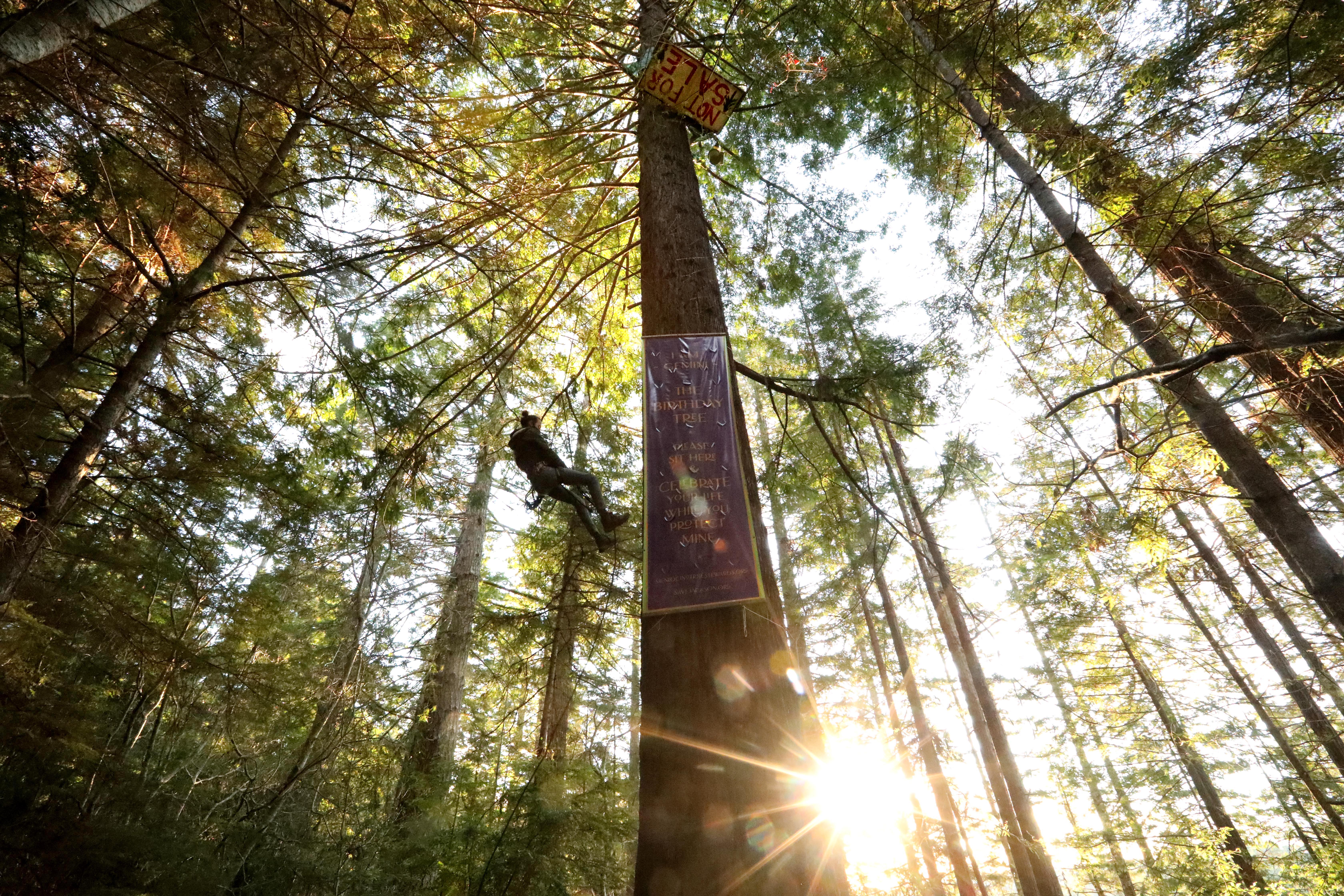 A war to halt logging in Northern California reignites - Vimarsana News