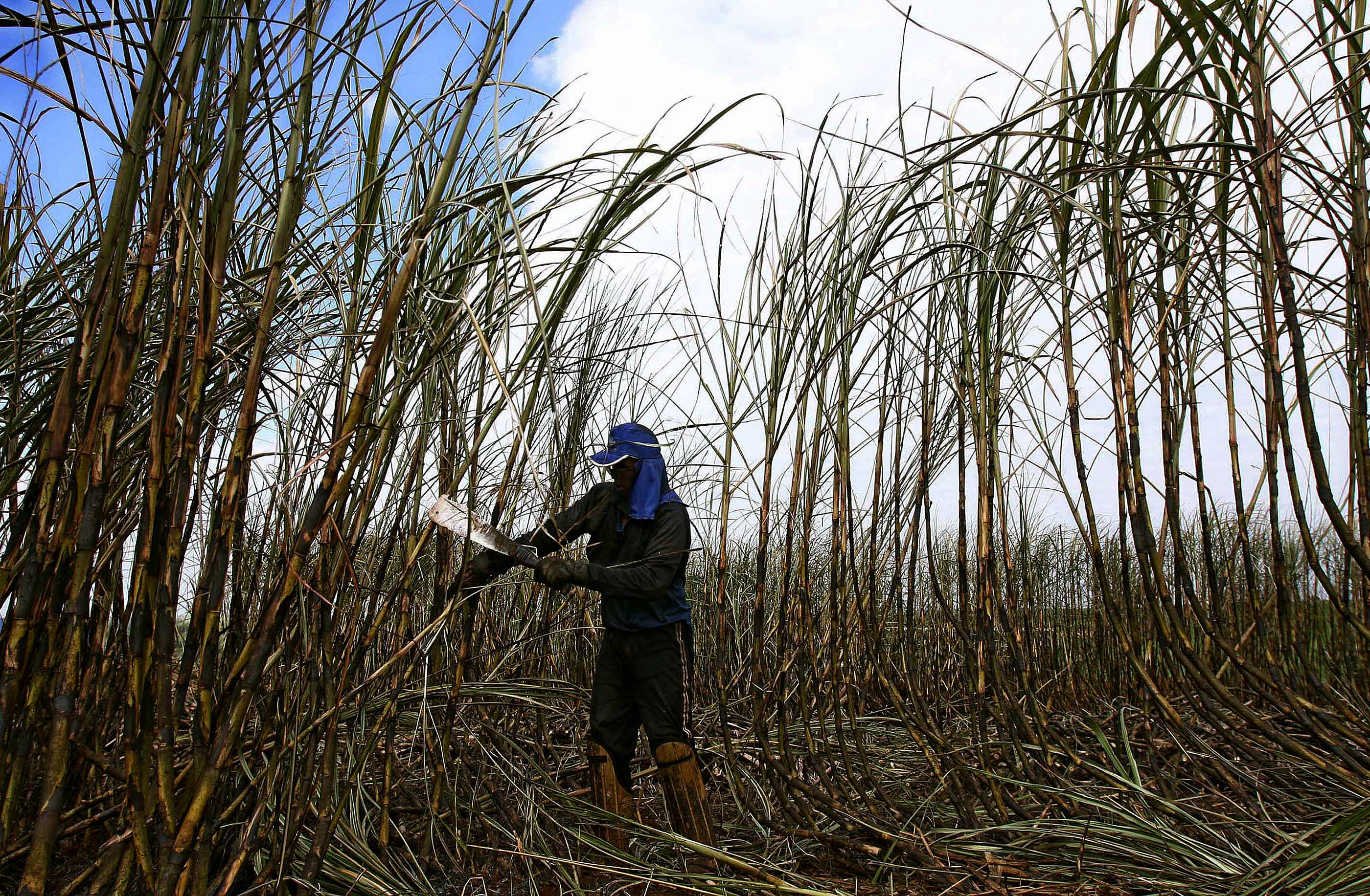 The story of sugar: Black suffering, white windfall - Vimarsana News
