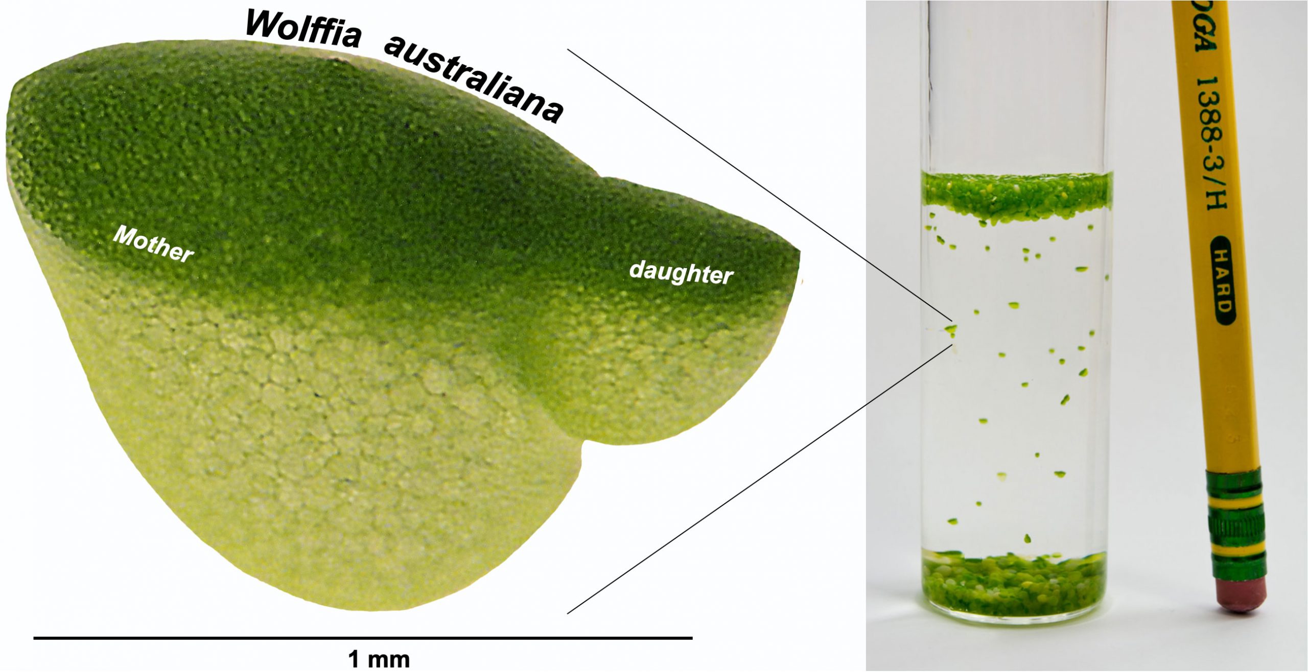 Tiny aquatic plant offers clues that could enable development of next-generation crops, Salk researchers say - Vimarsana News