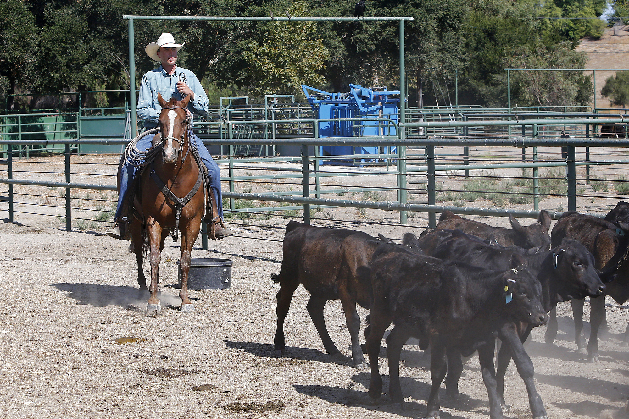 Rancho Mission Viejo Rodeo rides for its 20th year - Vimarsana News