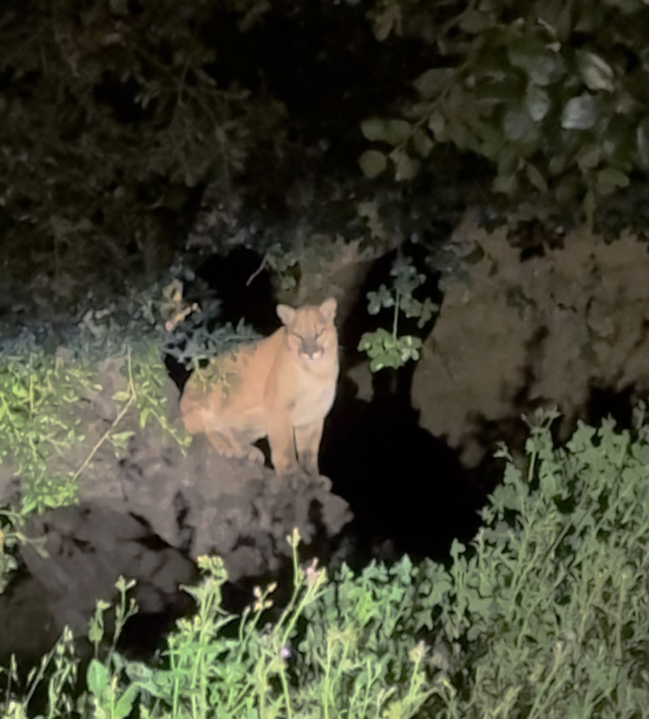 Unconfirmed sighting of mountain lion in Griffith Park evokes memories and majesty of L.A.'s favorite big cat, P-22 - Vimarsana News