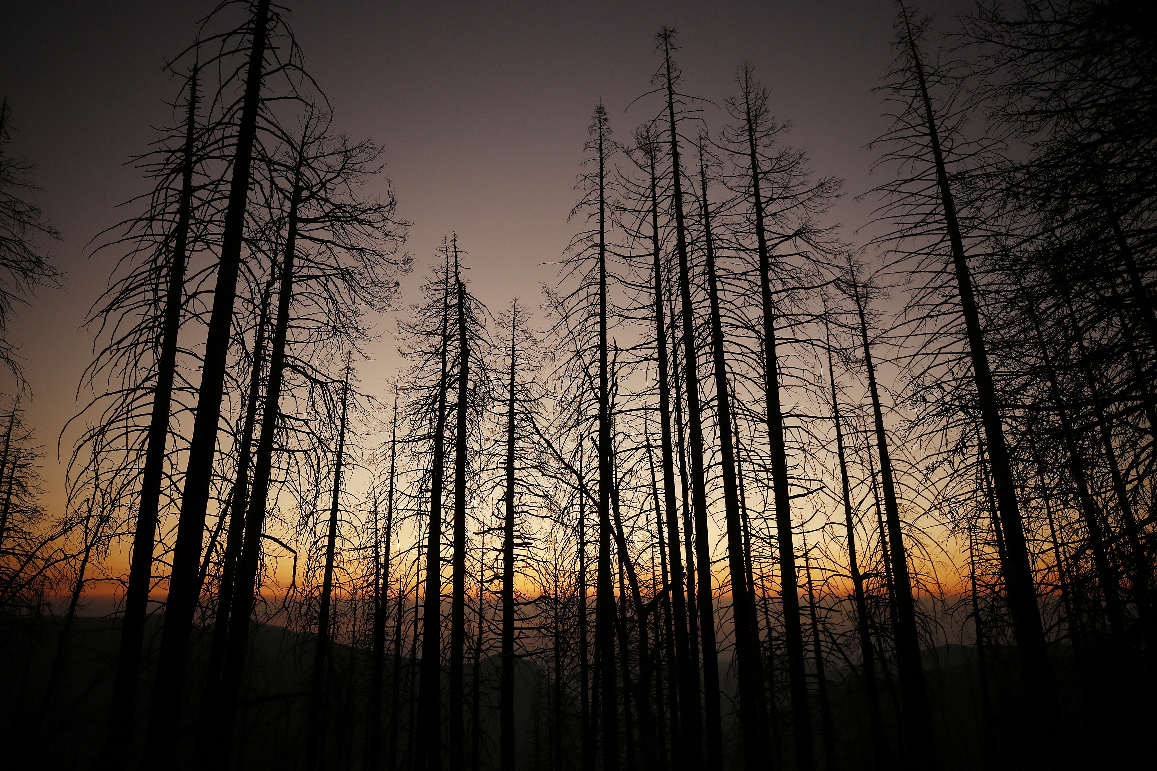 California wildfires have decimated the giant sequoia. - Vimarsana News