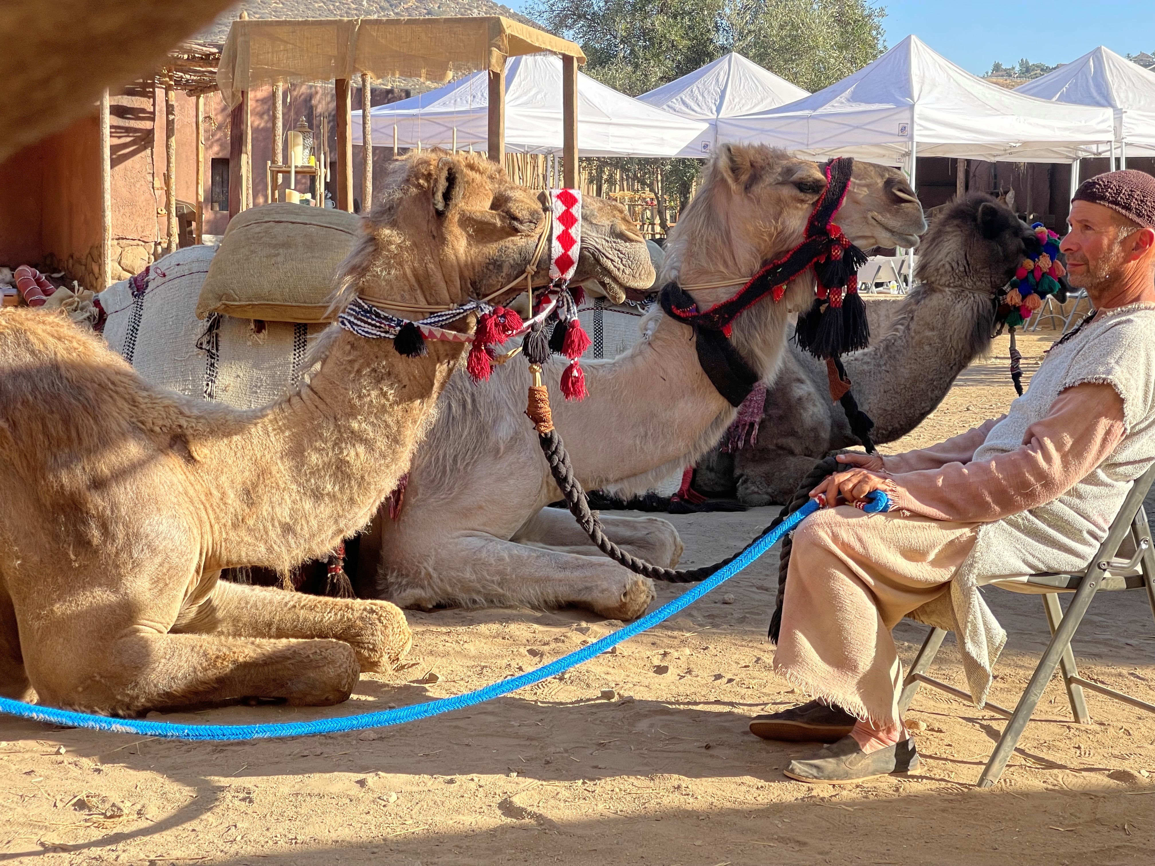 SoCal camels, livestock star in 'Why the Nativity?' documentary - Vimarsana News