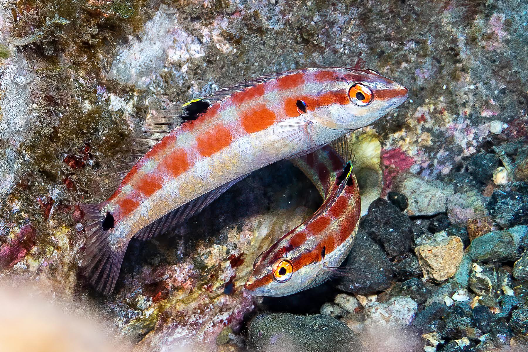 Scripps Oceanography helps discover tropical fish in Mexico - The San Diego Union-Tribune - Vimarsana News