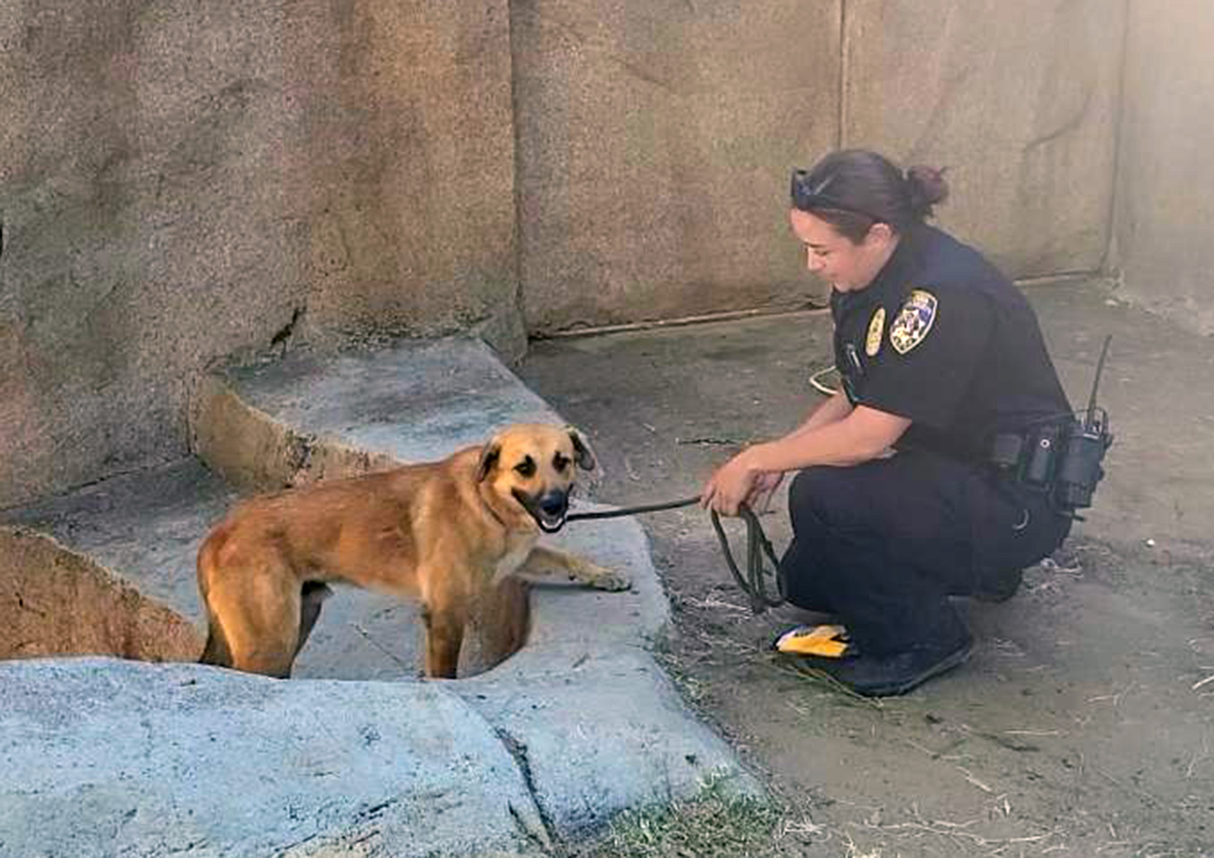 Dog caught in gorilla enclosure reunited with owner - Vimarsana News