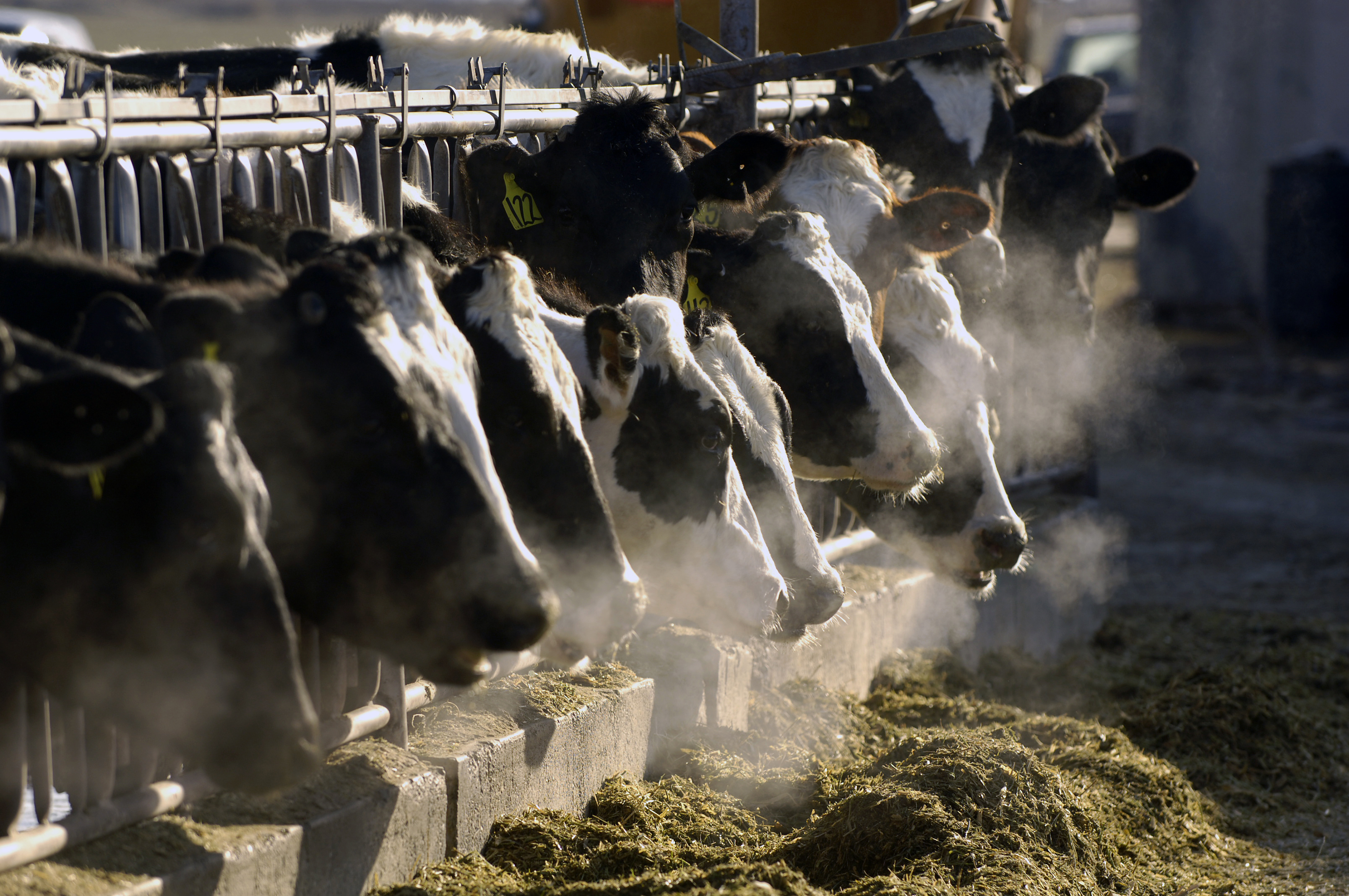 Second human case of bird flu detected dairy worker - Vimarsana News