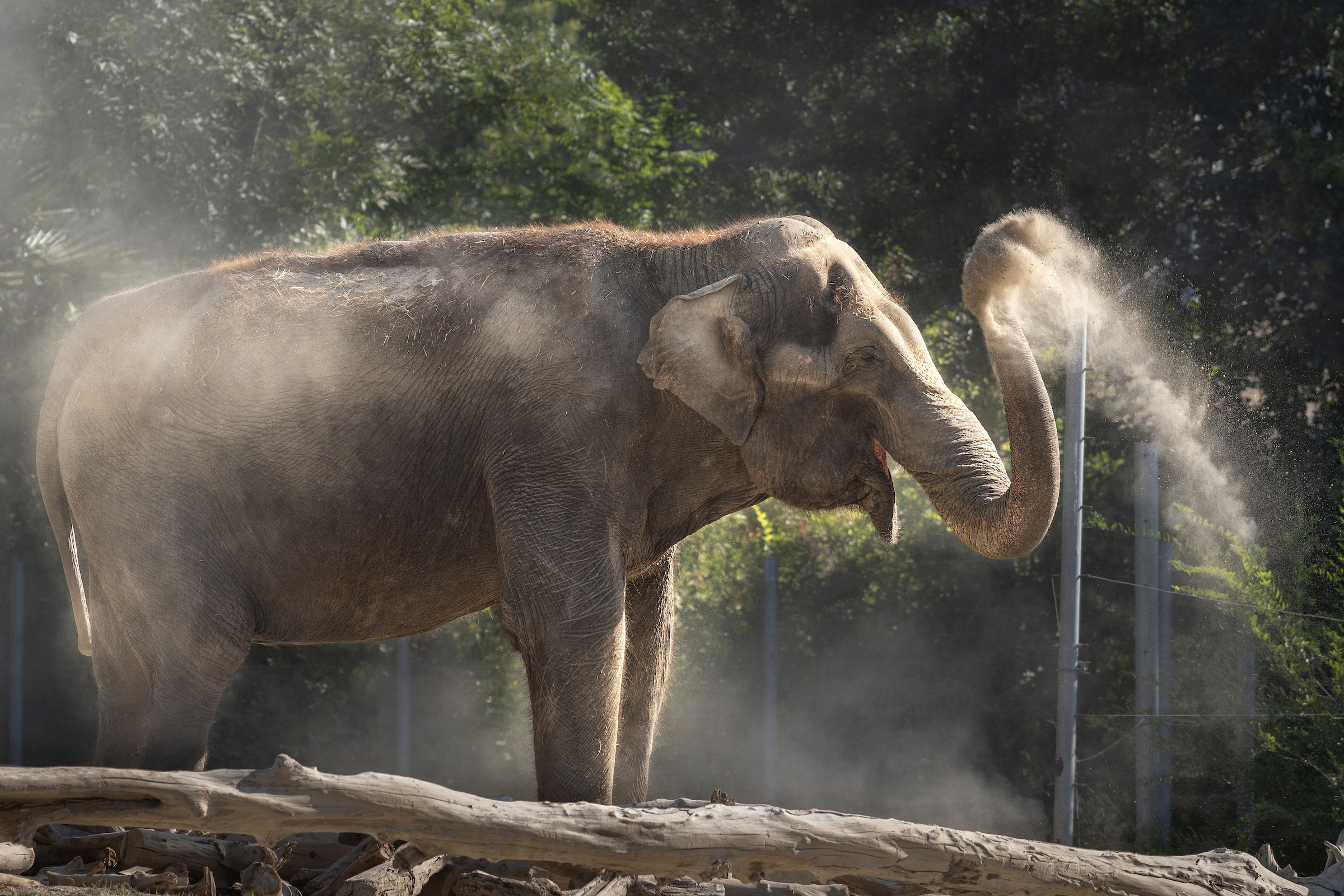 Two L.A. Zoo elephants die in one year. City Council wants answers - Vimarsana News