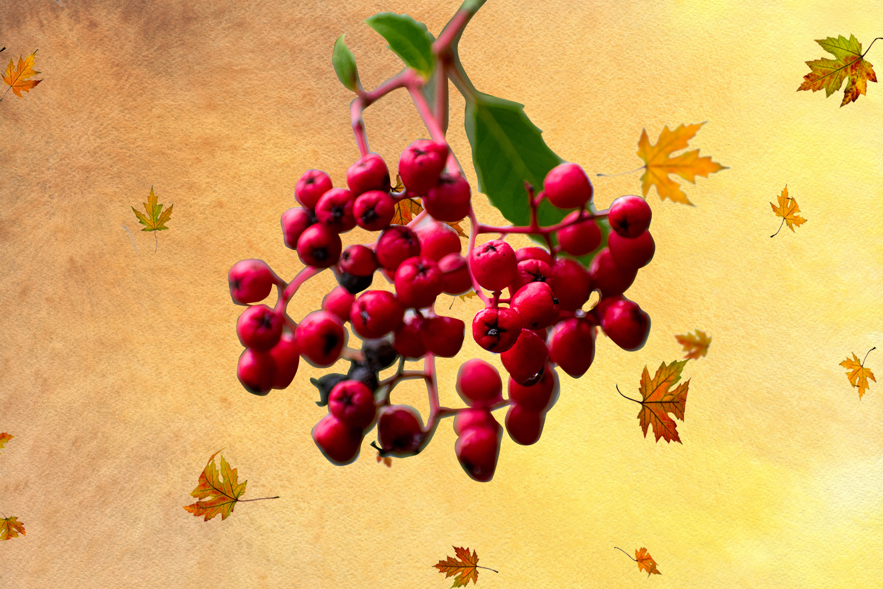 Explore native plants with L.A. area fall garden activities - Vimarsana News