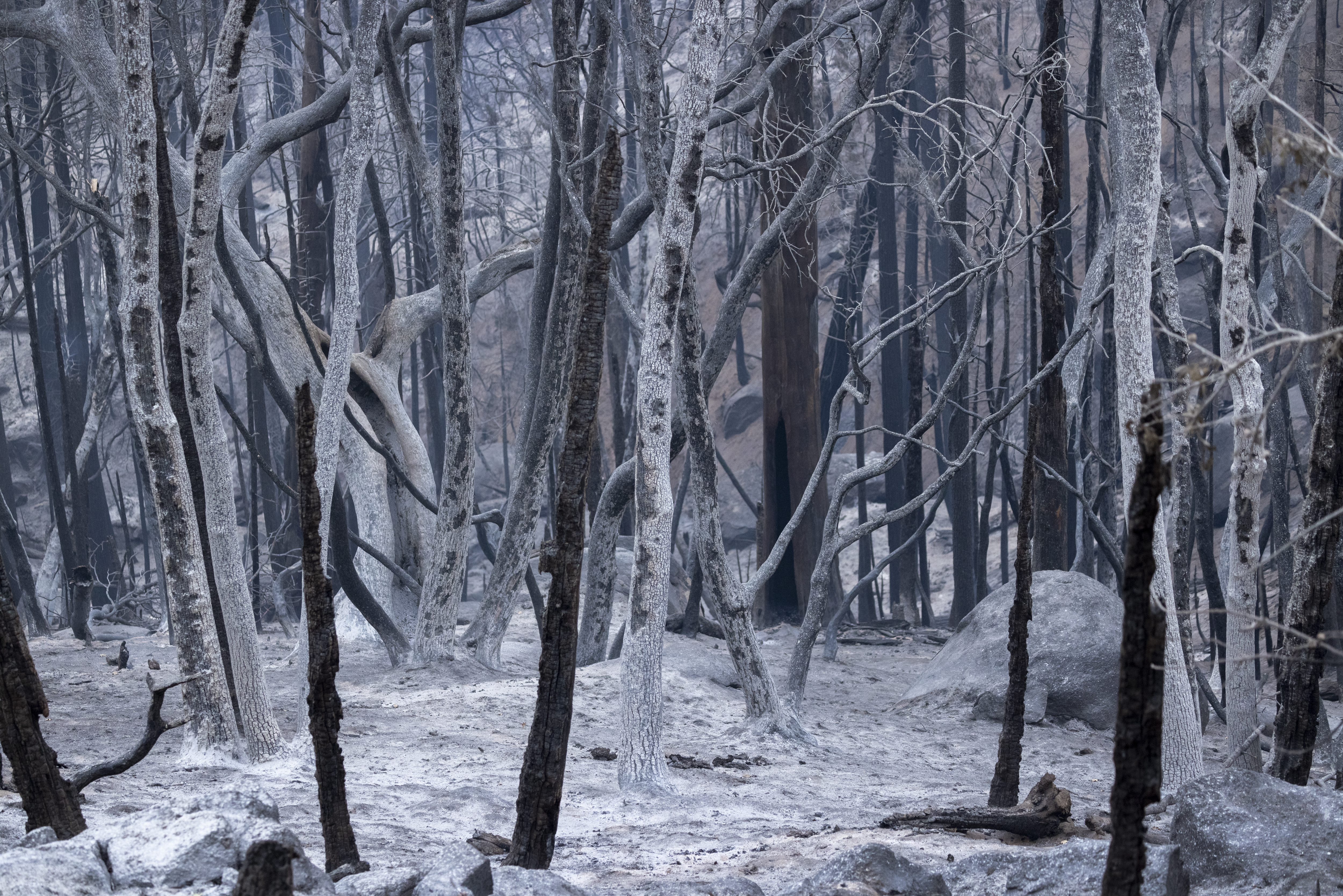 Strong winds fanning Windy, KNP Complex fires - Los Angeles Times - Vimarsana News