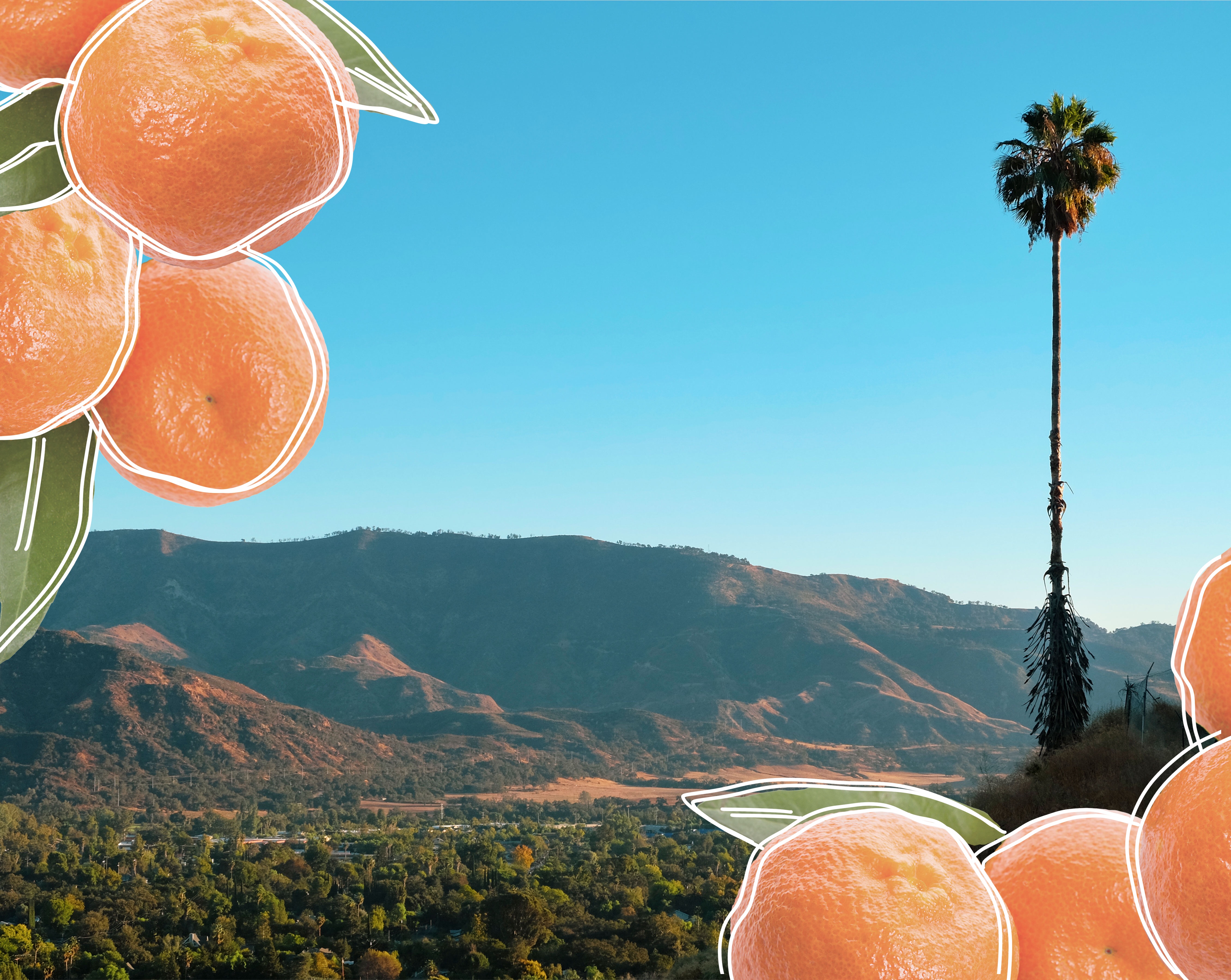 Ojai pixie season: A must-try California travel experience - Vimarsana News