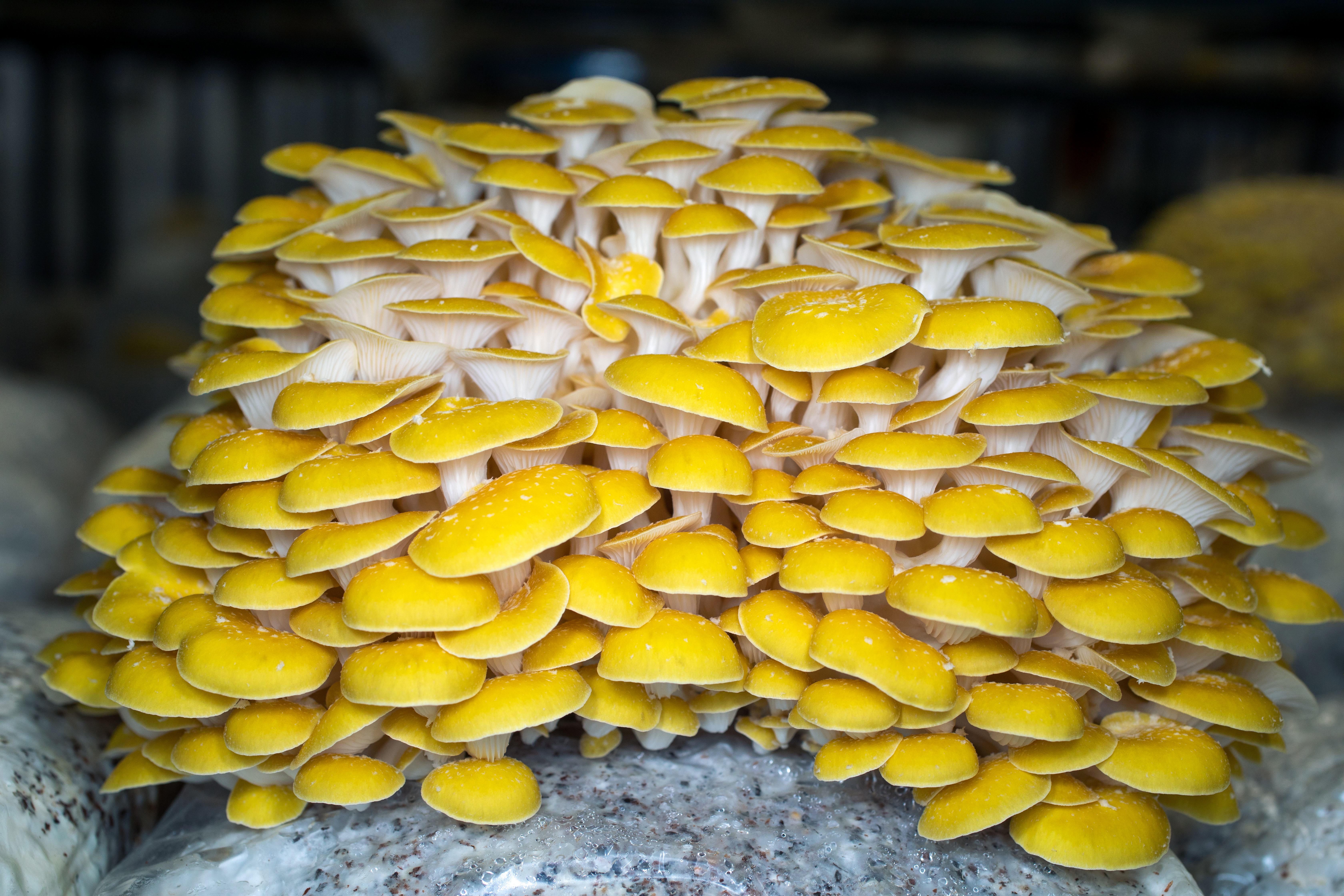 The epicenter of L.A.'s mushroom boom is a new urban farm in Vernon - Vimarsana News