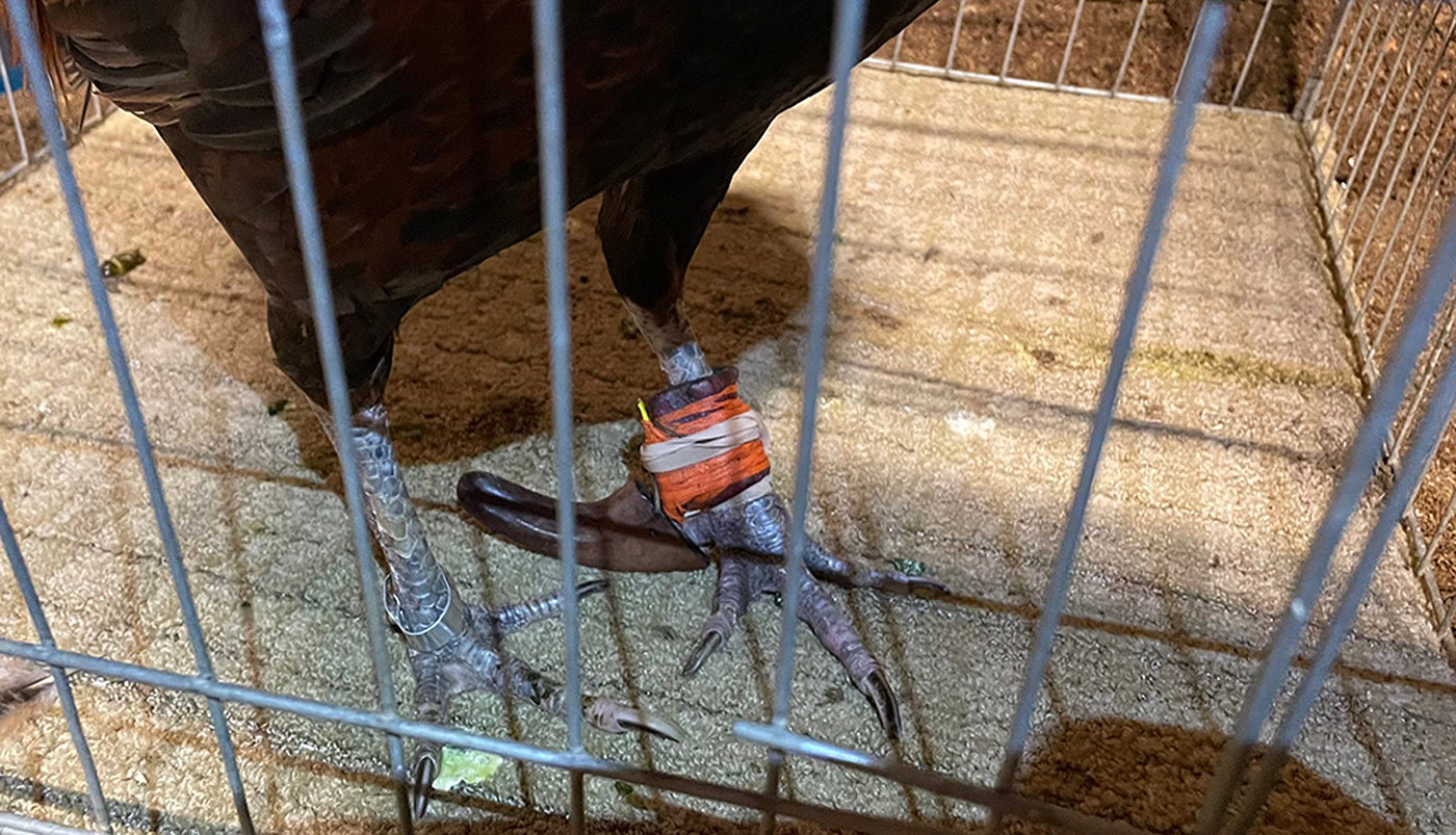 143 roosters euthanized after Riverside County deputies bust illegal cockfighting event - Vimarsana News