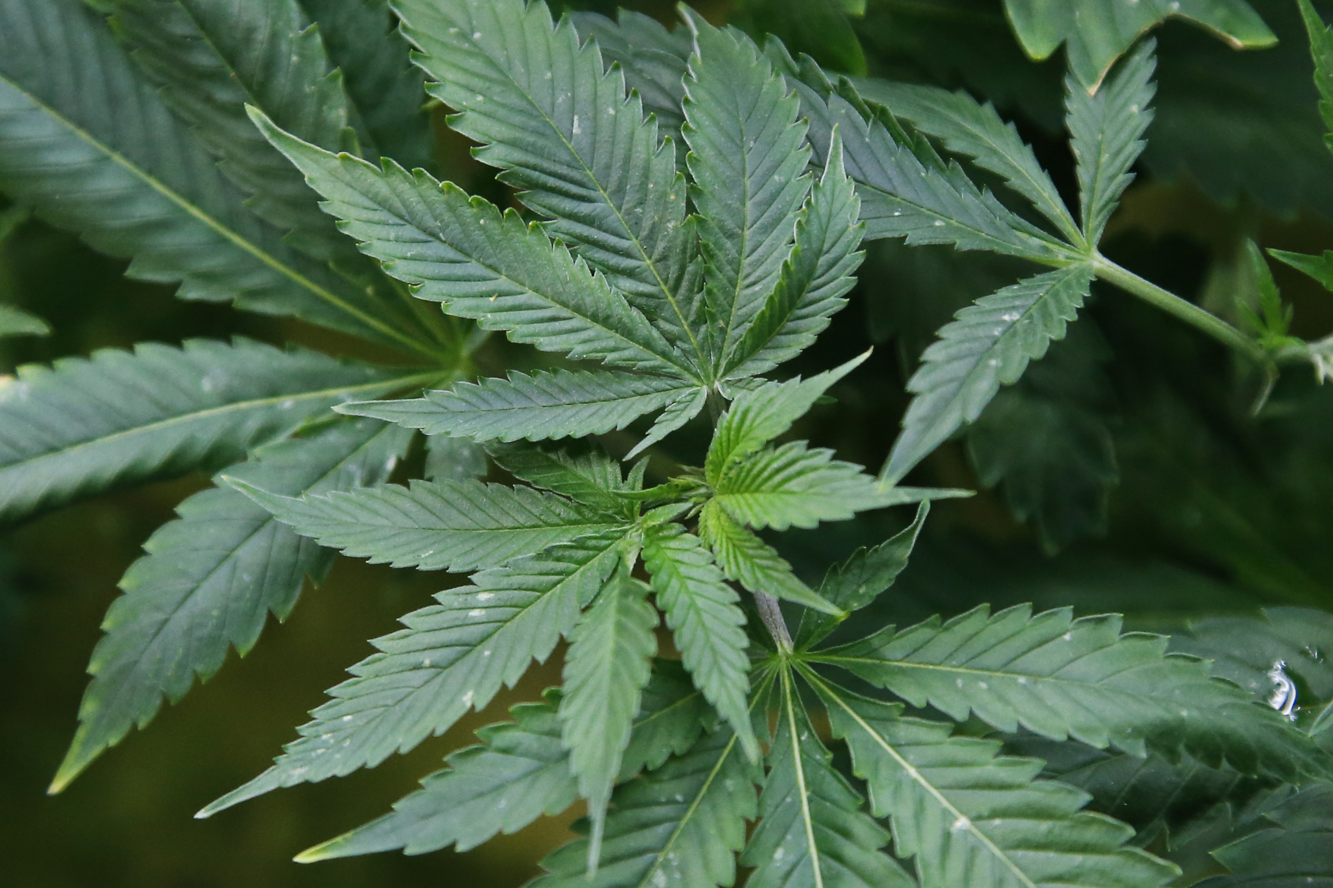 FBI, San Bernardino County Sheriff's Department accused of breaking law in marijuana case - Vimarsana News