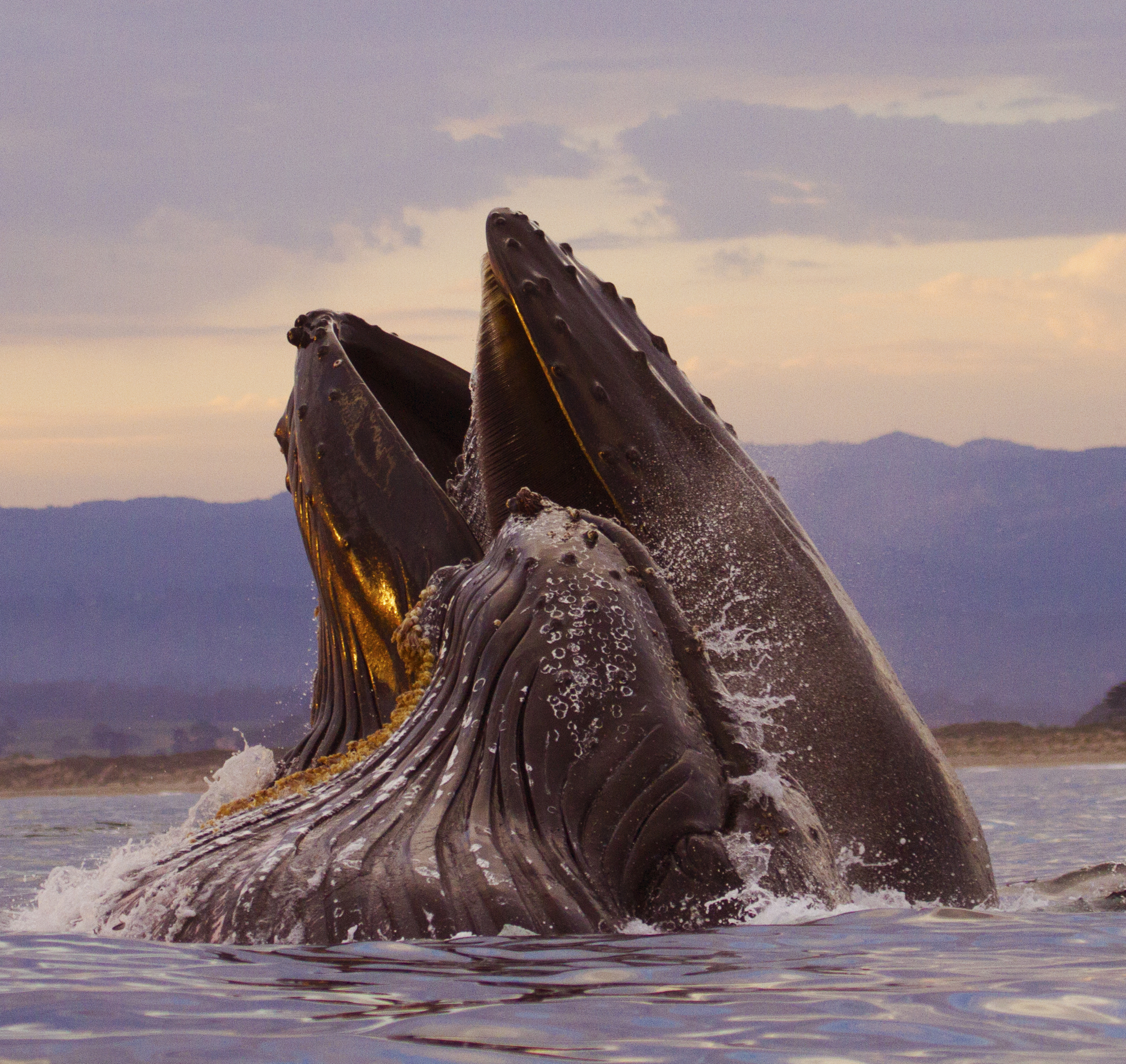 Following the Whale Trail is a visual treasure hunt — from shore - Vimarsana News
