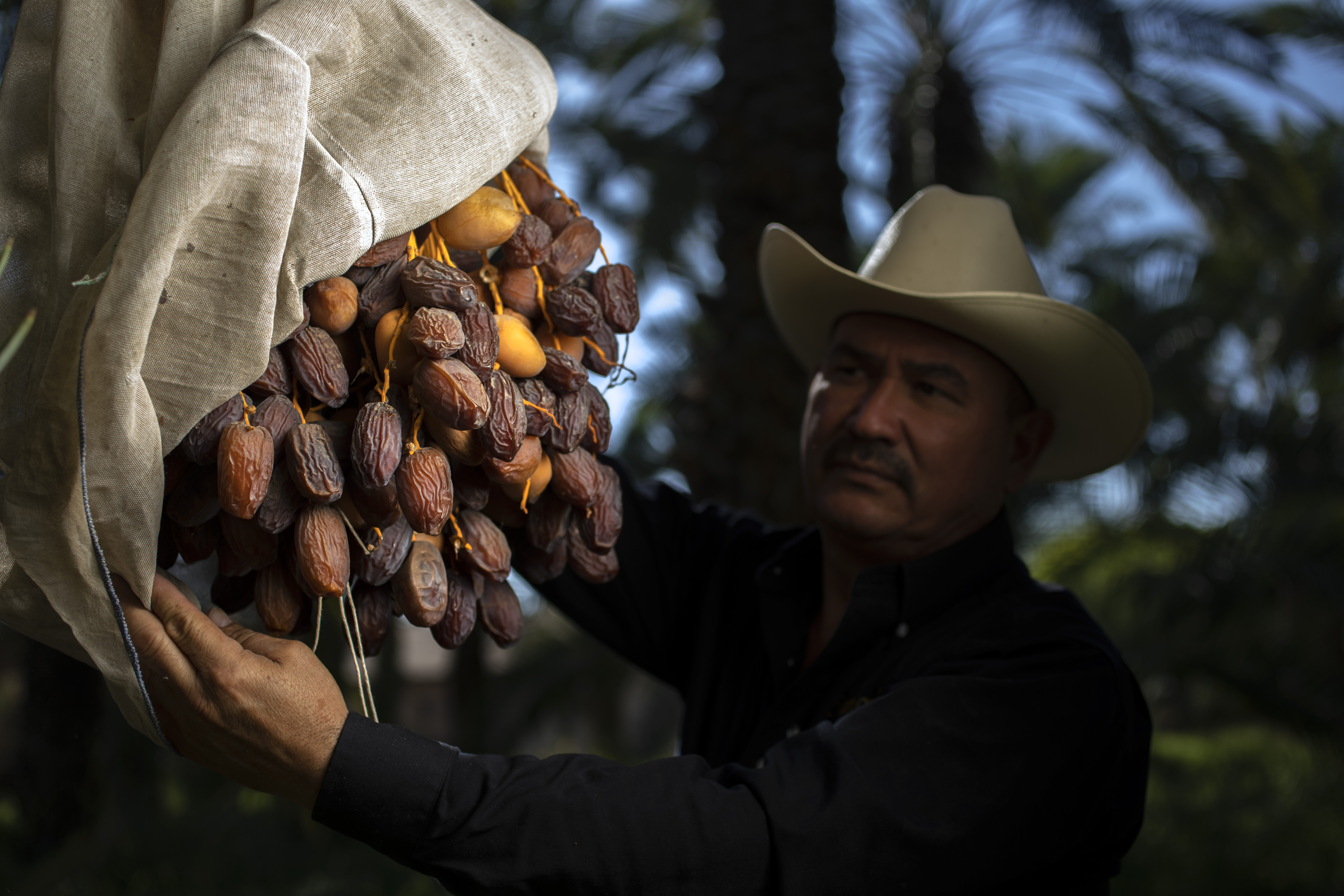 What's behind the success of the Bautista Family Organic Date Ranch - Vimarsana News
