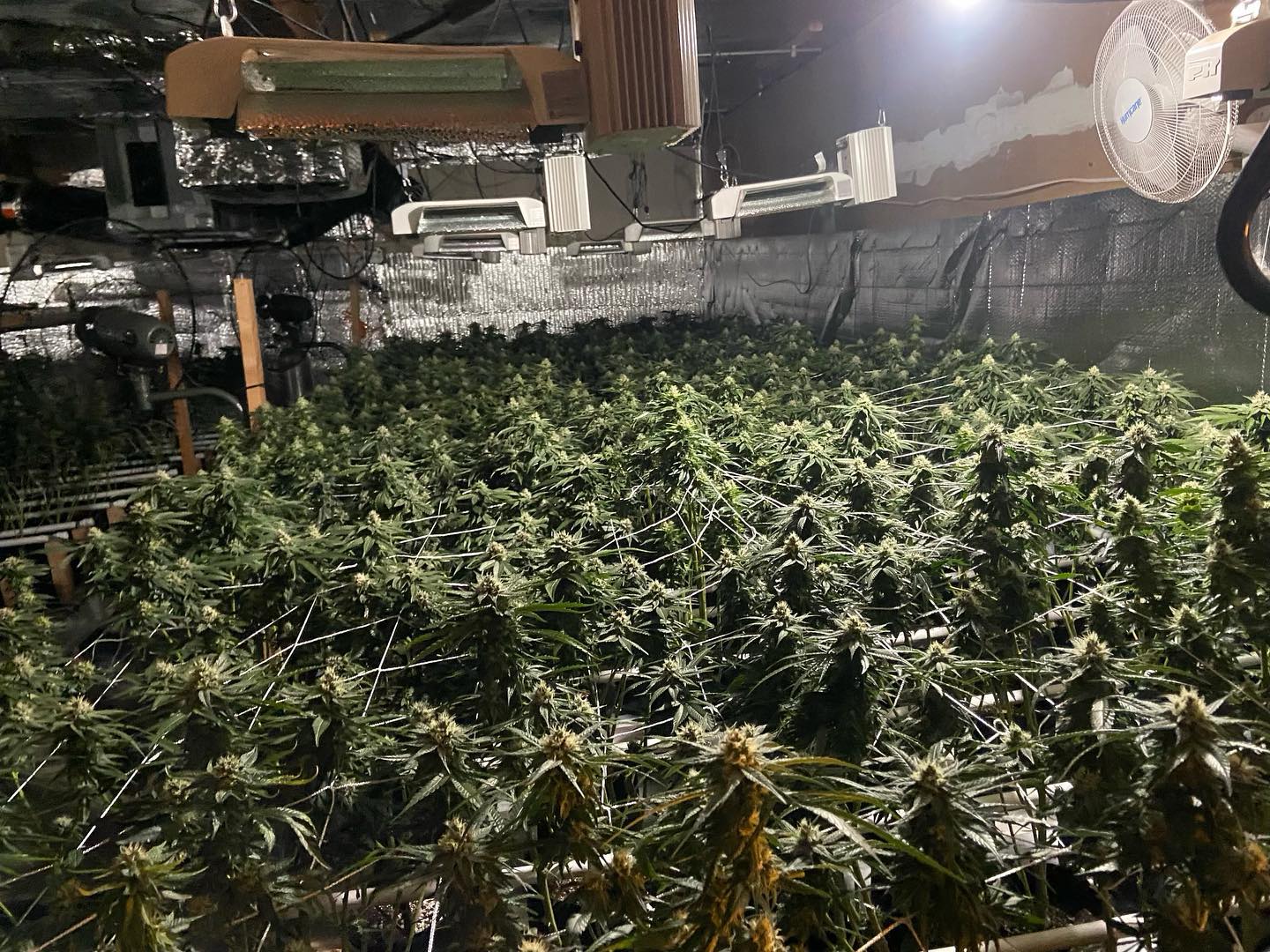 Detectives seize 2,500 illegal marijuana plants, arrest 1 man during raid in Costa Mesa - Vimarsana News