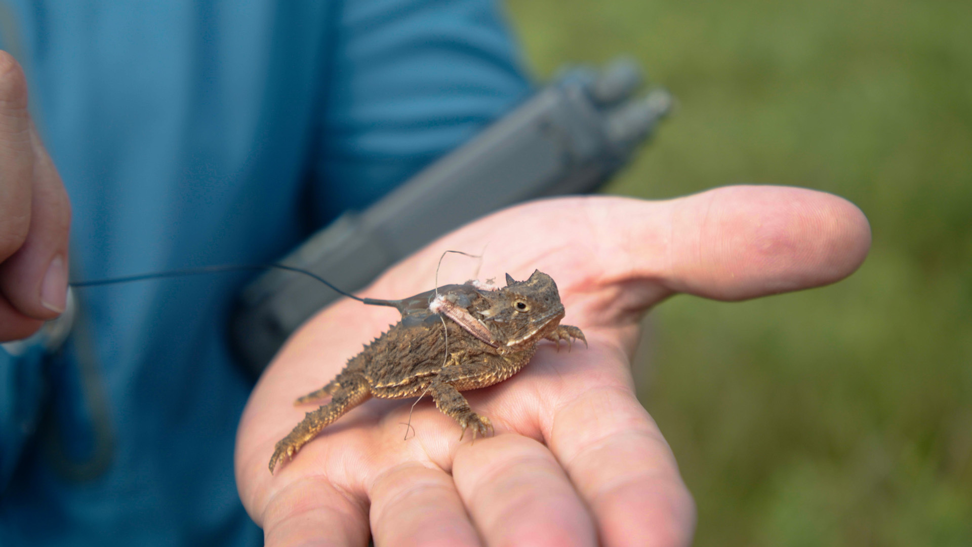 Horny toads are disappearing. Can they be saved? - Vimarsana News